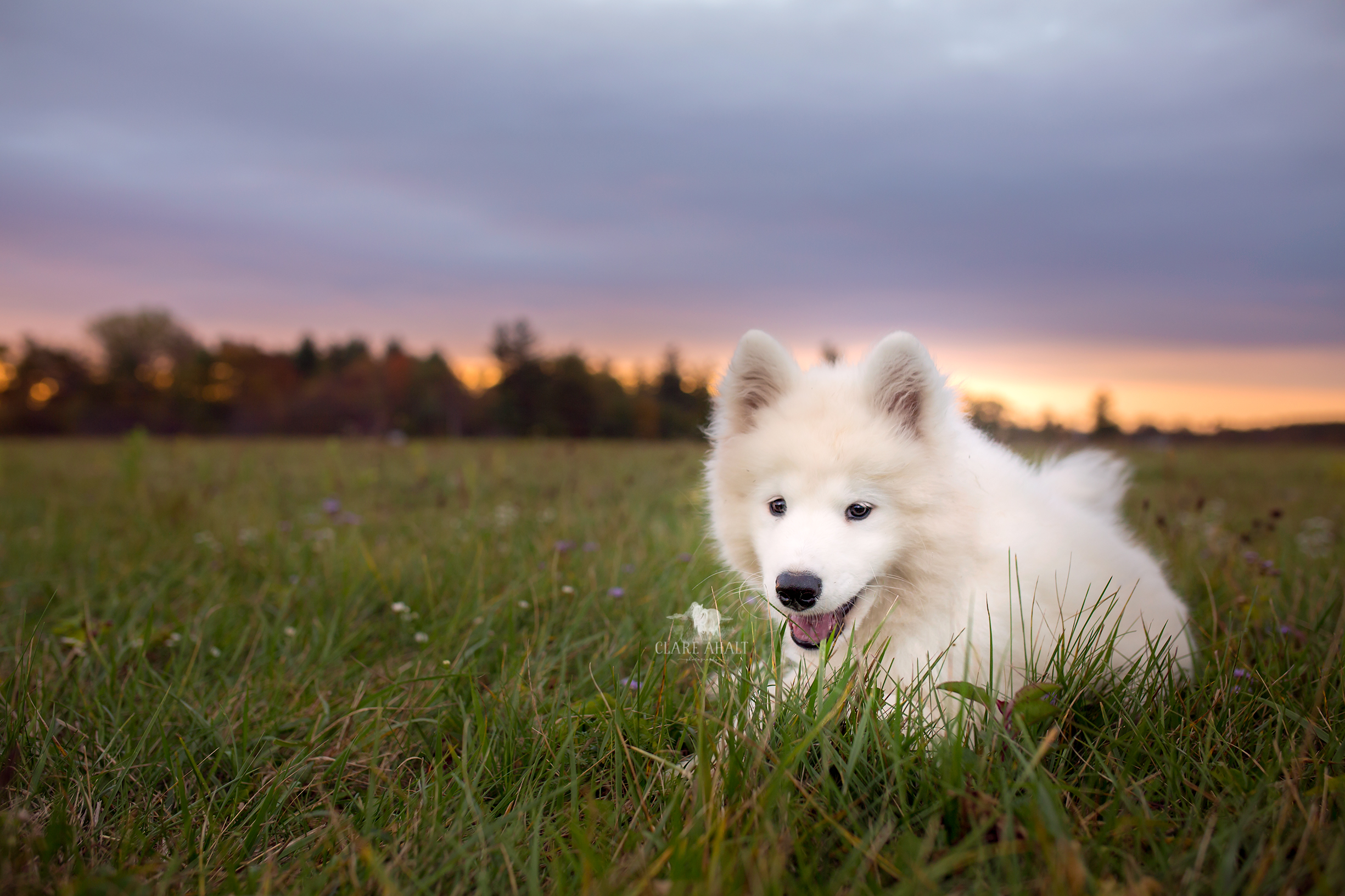 Pet portrait of a samoyed puppy photographed in Potomac MD by Clare Ahalt Photography, a fine art portrait photography located in Frederick MD