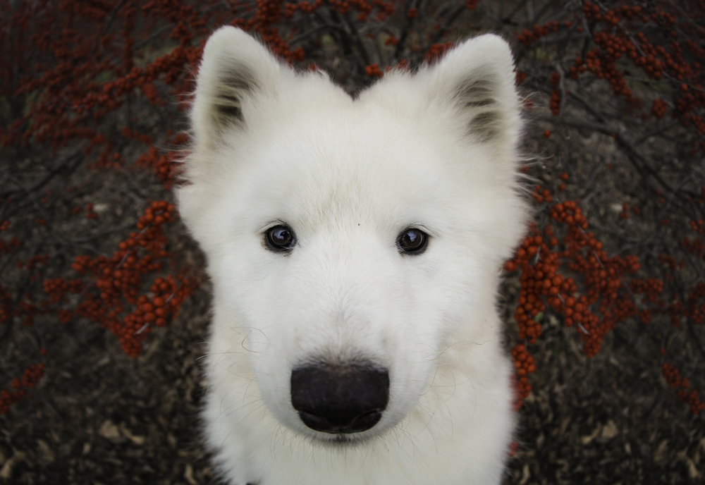 Pet portrait of a samoyed puppy photographed in frederick MD by Clare Ahalt Photography, a fine art portrait photography located in Frederick MD