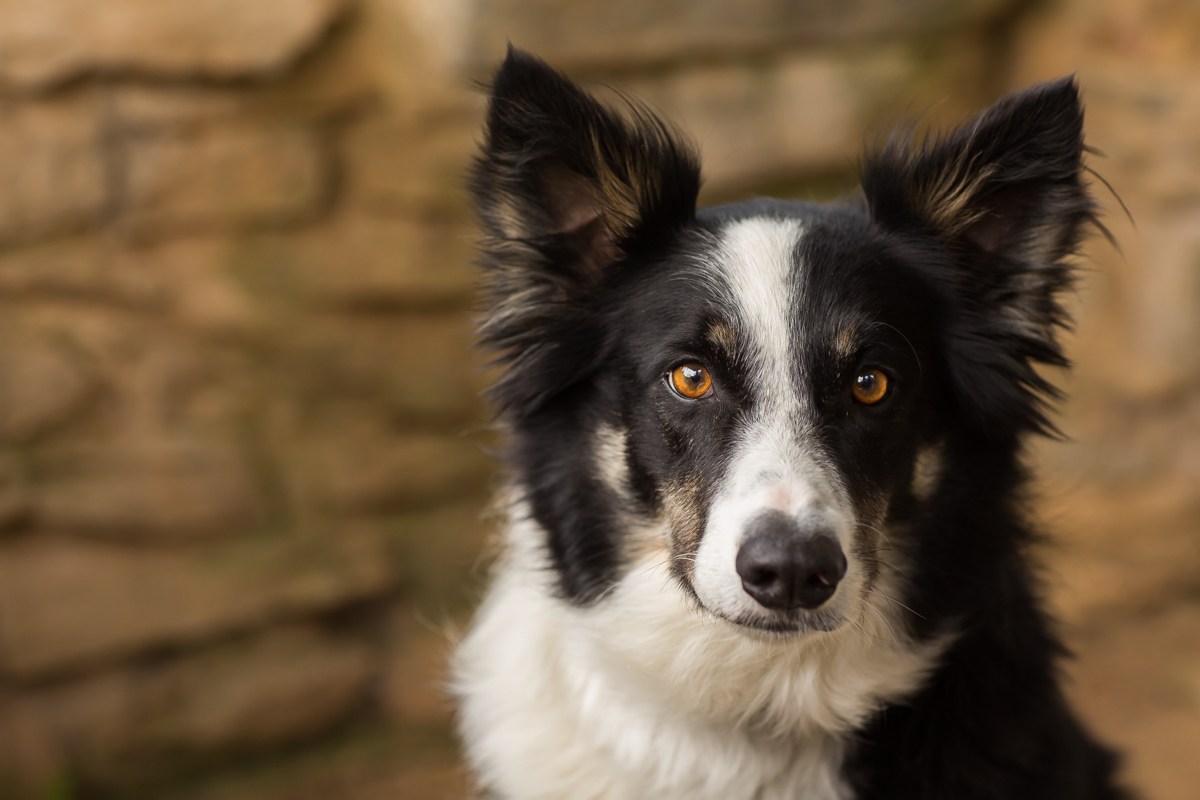 Copy of Pet portrait of a border collie photographed in Potomac MD by Clare Ahalt Photography, a fine art portrait photography located in Frederick MD