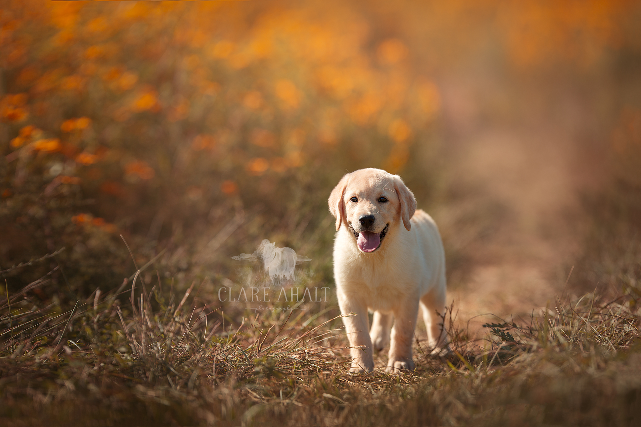 Copy of Pet portrait of a yellow lab dog photographed in Potomac MD by Clare Ahalt Photography, a fine art portrait photography located in Frederick MD