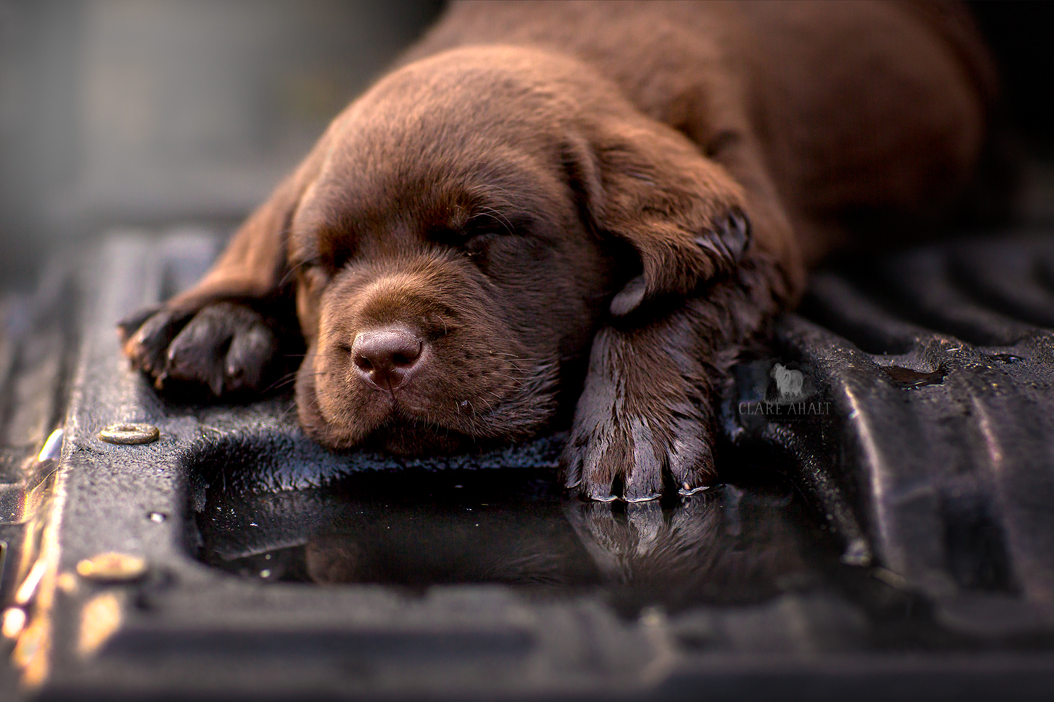 Copy of Portrait of a chocolate lab puppy photographed in Potomac MD by Clare Ahalt Photography, a fine art portrait photography located in Frederick MD