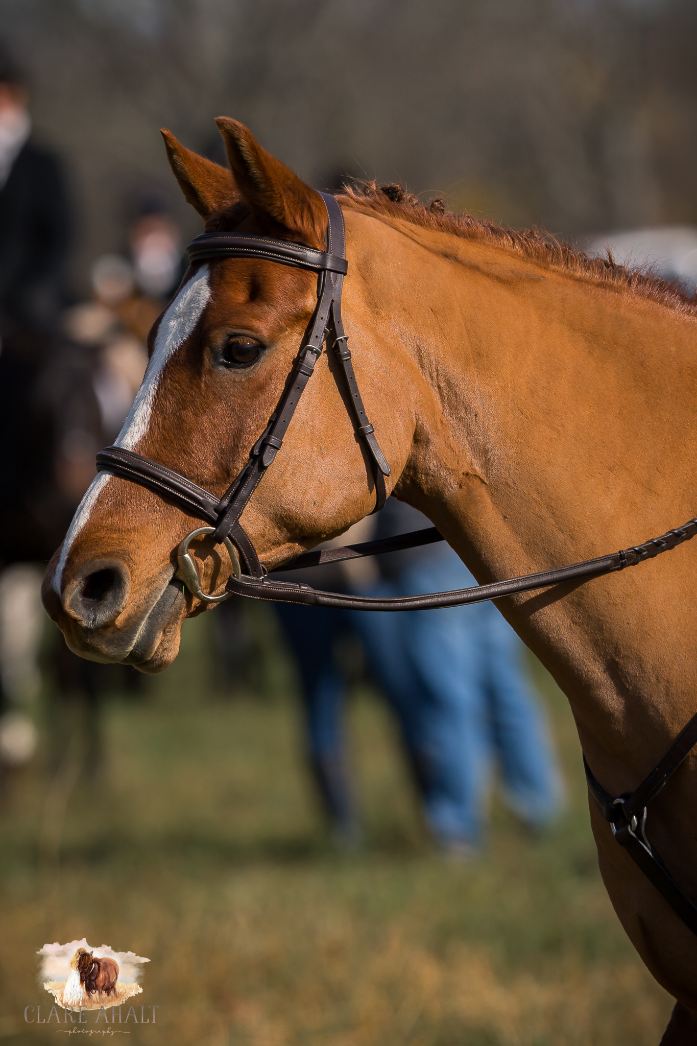 Best_Equestrian_Photographer_Maryland_equine_photographer_northern_virginia_equestrian_Photographer-13.jpg