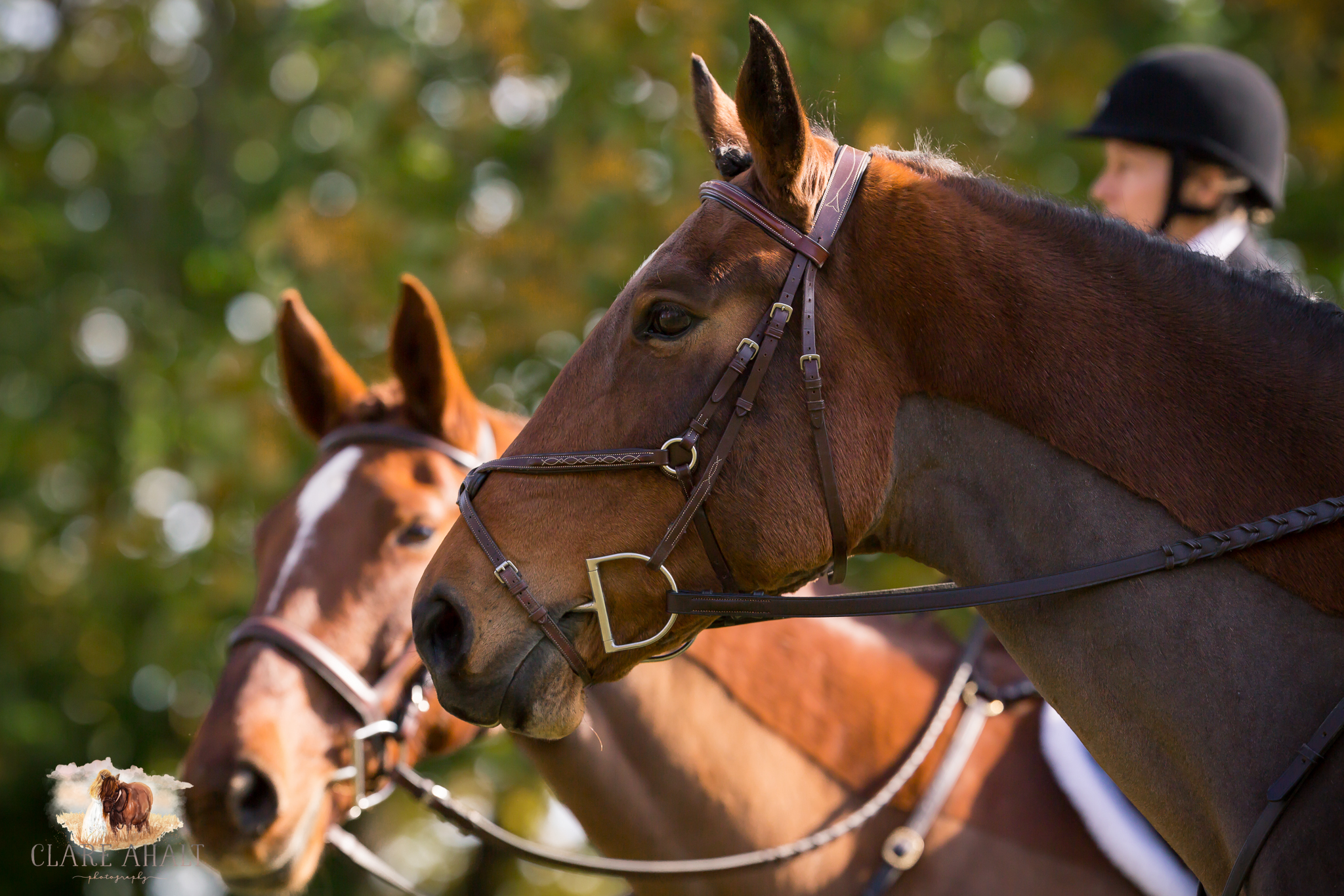 Best_Equestrian_Photographer_Maryland_equine_photographer_northern_virginia_equestrian_Photographer-34.jpg