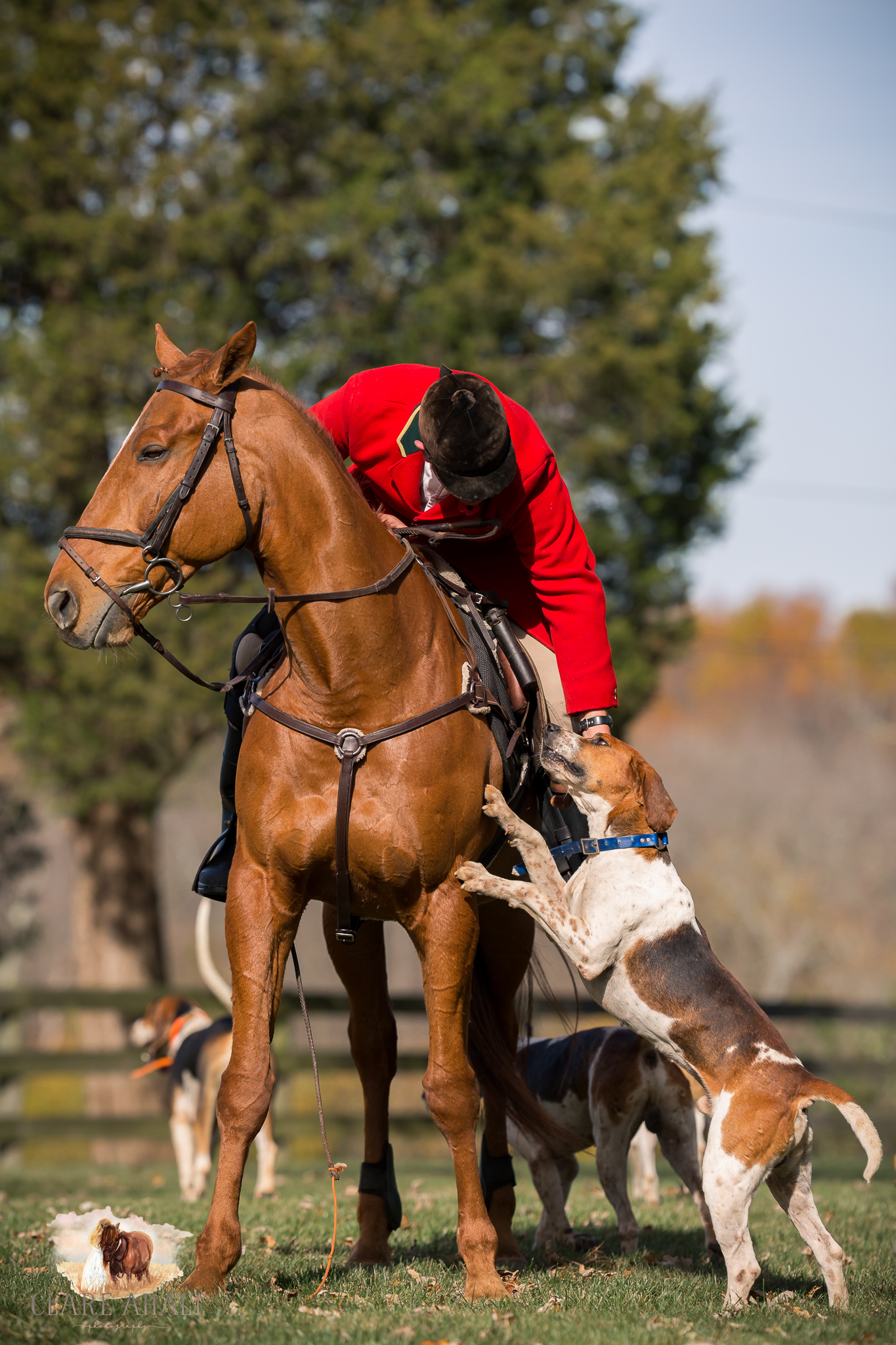 Best_Equestrian_Photographer_Maryland_equine_photographer_northern_virginia_equestrian_Photographer-48.jpg
