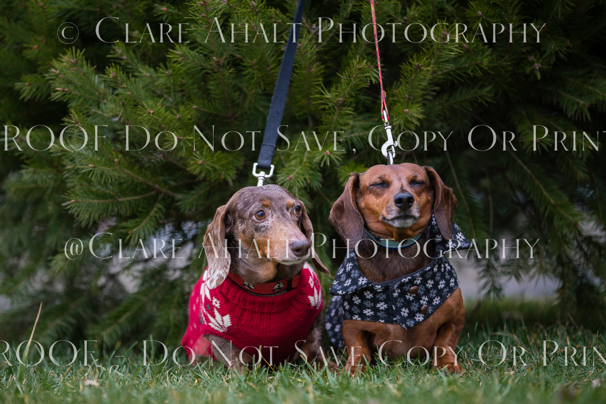 Clare_Ahalt_Photography-7.jpg