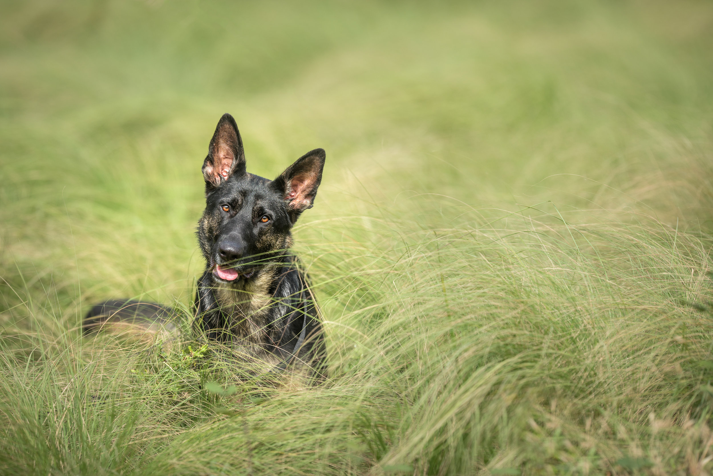 Copy of Pet portrait of a German shepherd dog photographed in Potomac MD by Clare Ahalt Photography, a fine art portrait photography located in Frederick MD