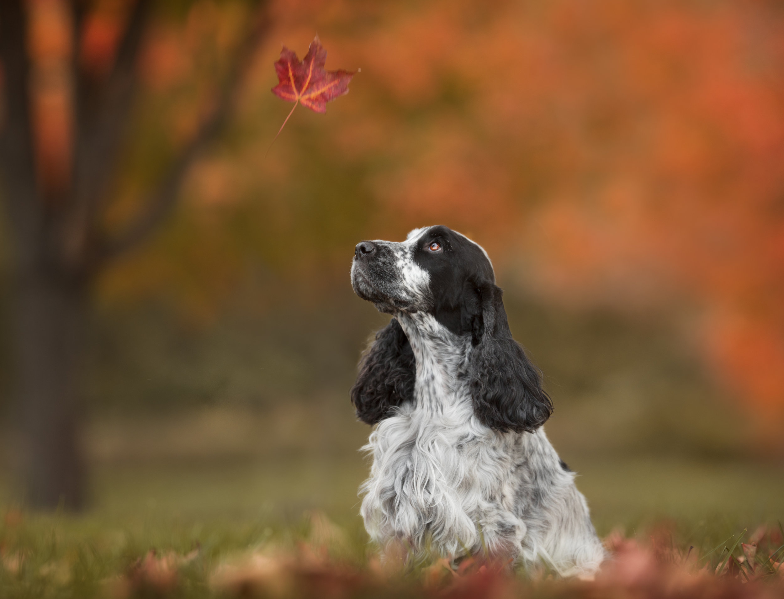 Copy of Pet portrait of a cocker spaniel photographed in Potomac MD by Clare Ahalt Photography, a fine art portrait photography located in Frederick MD