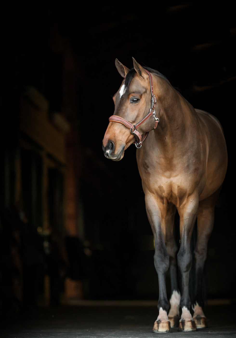 POTOMAC_MD_EQUINE_PHOTOGRAPHER.jpg