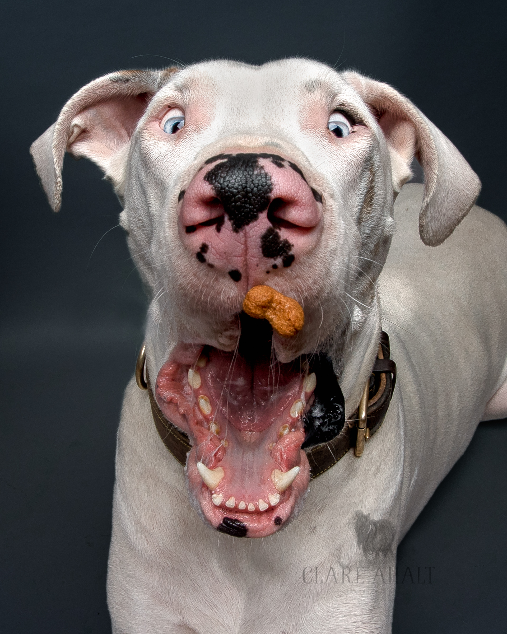 Pet portrait of a Great Dane catching a treat photographed in Potomac MD by Clare Ahalt Photography, a fine art portrait photography located in Frederick MD