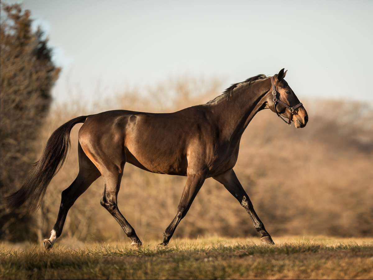 equine_photographer_potomac_MD_horse_photographer_middleburg_VA_best_photographer.jpg