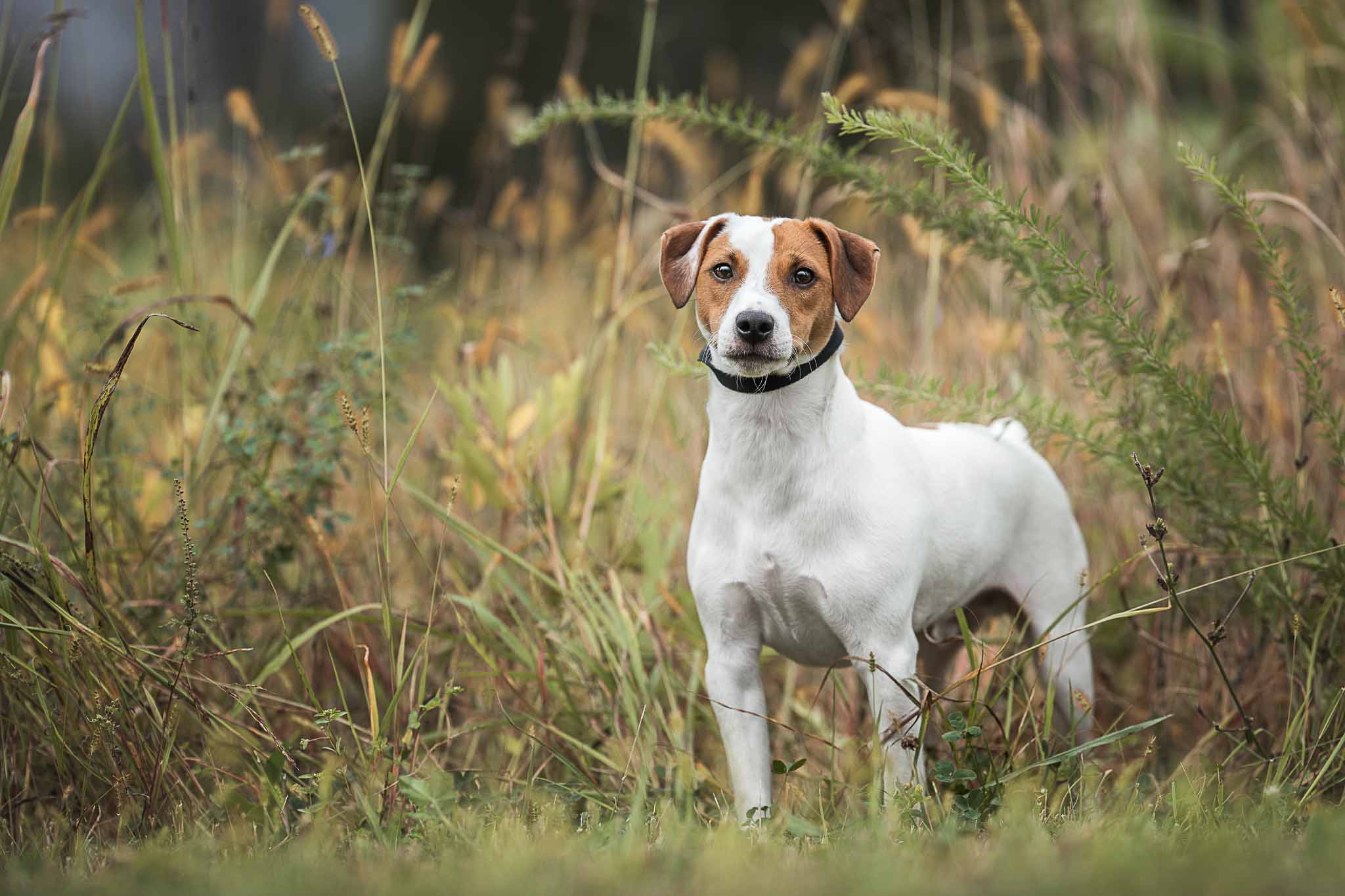 pet_photographer_potomac_MD_professional_photographer_frederick_MD_pet_portraits_middleburg_VA-2.jpg