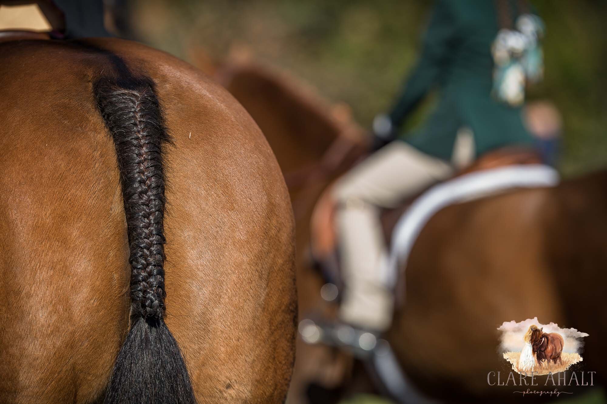 equine_photographer_potomac_md_equine_photographer_middleburg_VA_equine_portraiture_loudon_county_VA-2886.jpg