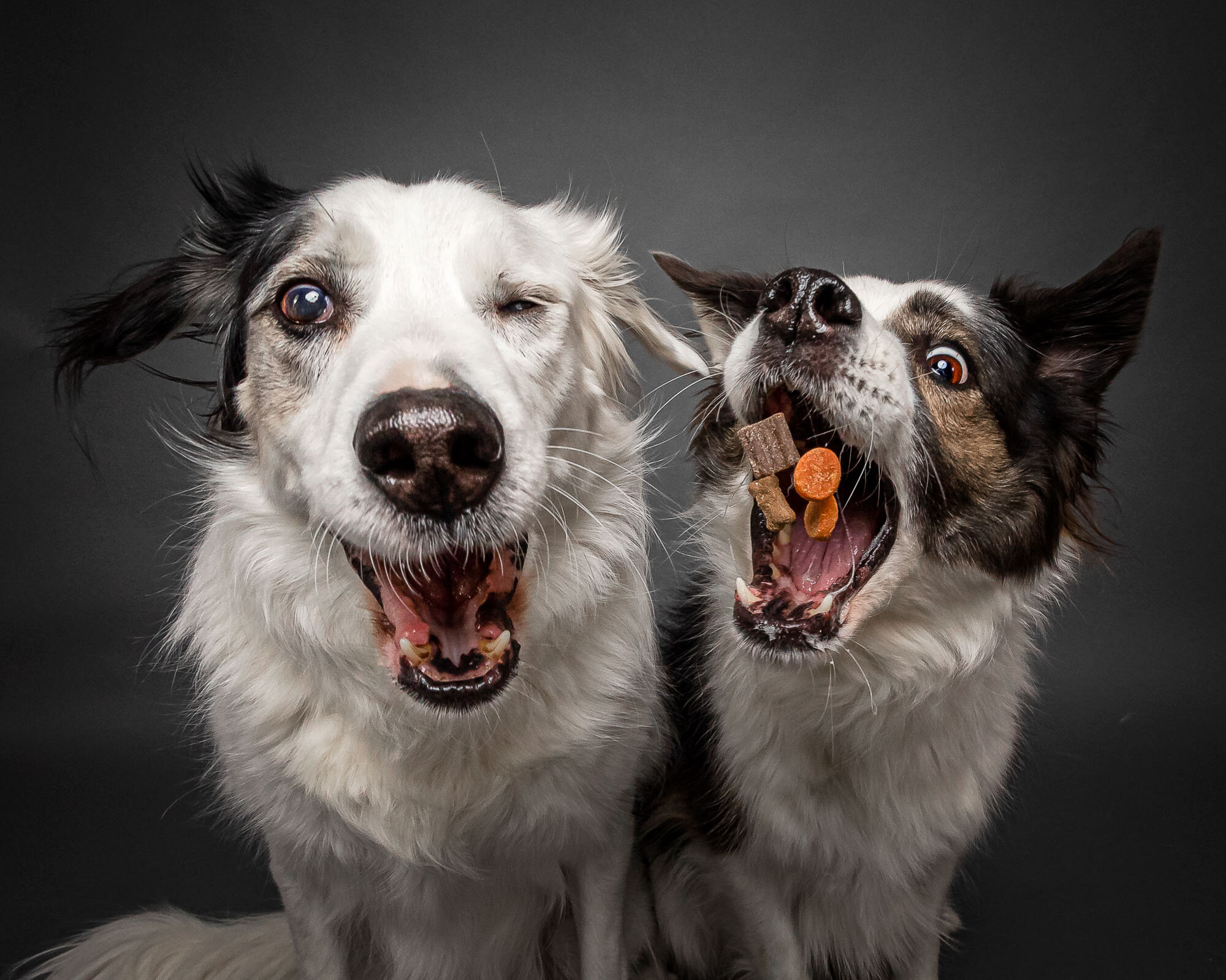 best_Pet_photographer_maryland_border_collie_photograph_potomac_MD_pet_portraits-2.jpg