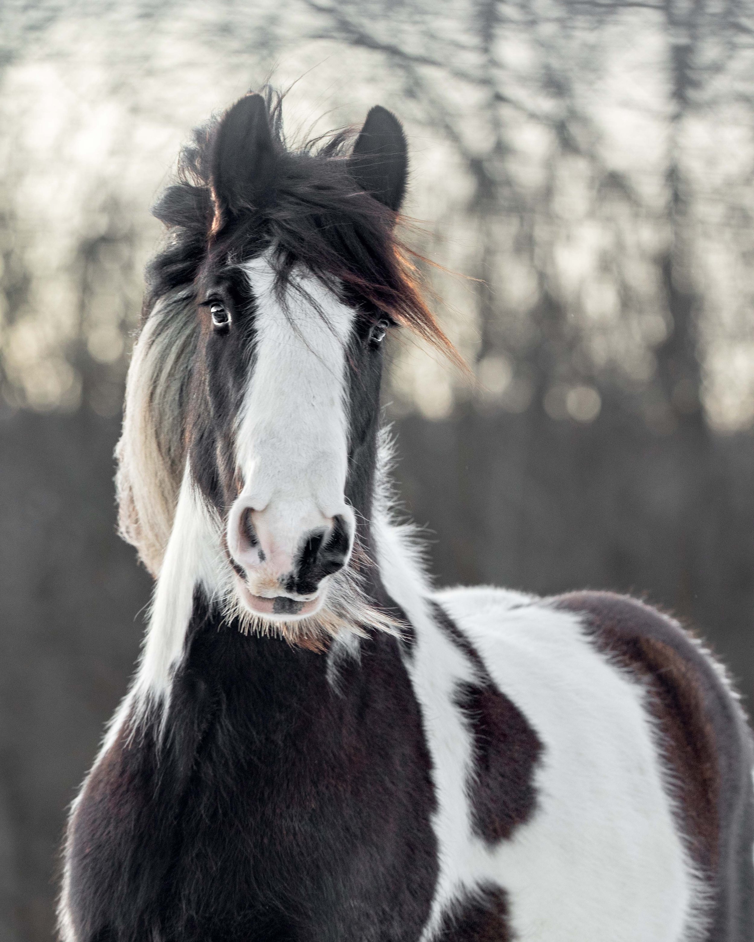 photograph of a gypsy vanner horse in potomac md photographed by Clare Ahalt Photography in Maryland.jpg