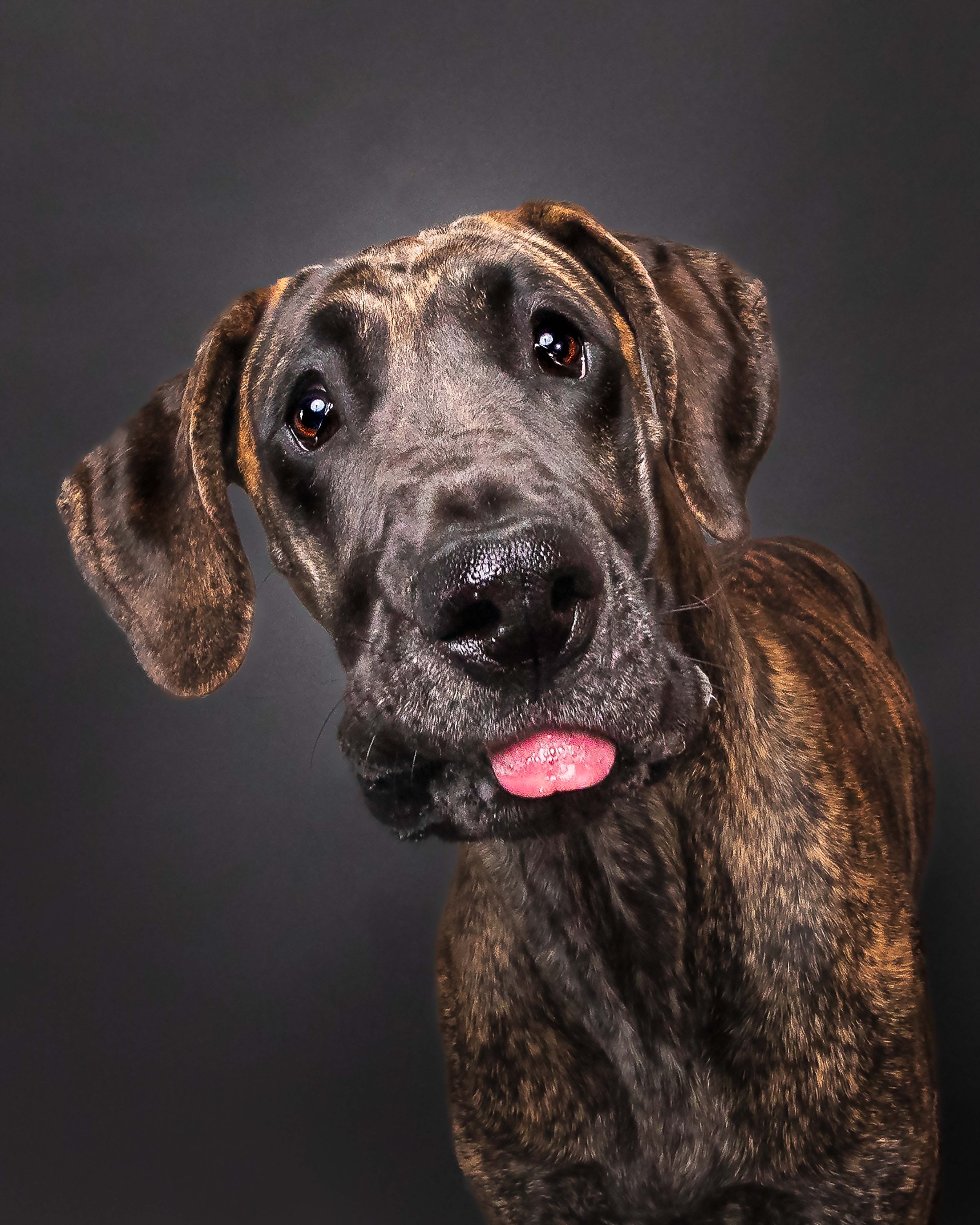 photography_great_dane_puppy_photographed_best_pet_photographer_northern_VA.jpg