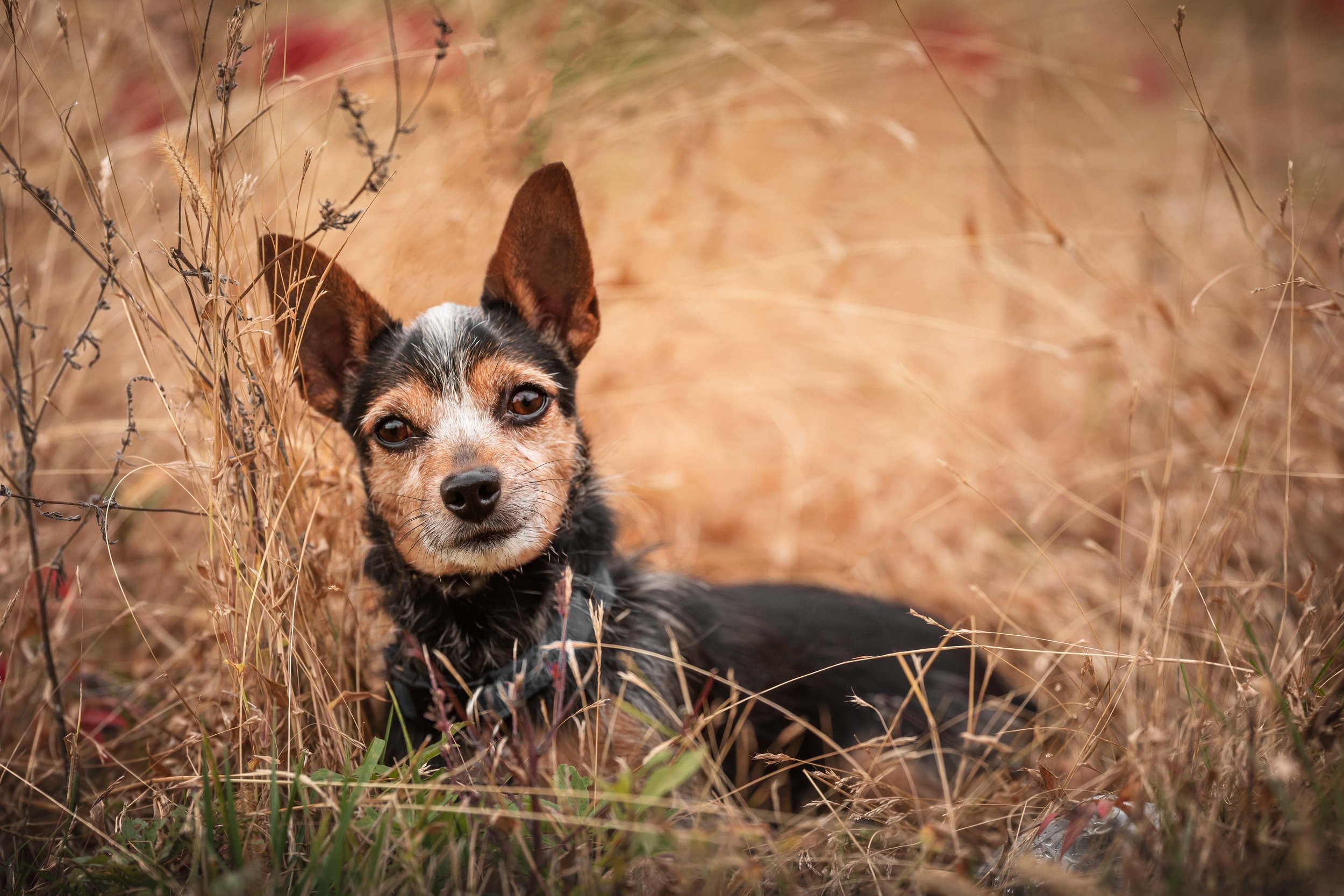 best_pet_photographer_potomac_MD.jpg