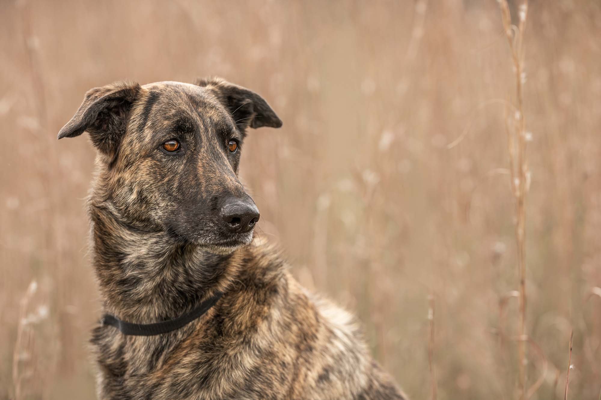 pet_portraits_potomac_MD_pet_photographer_middleburg_VA_pet_portraits_frederick_MD-.jpg