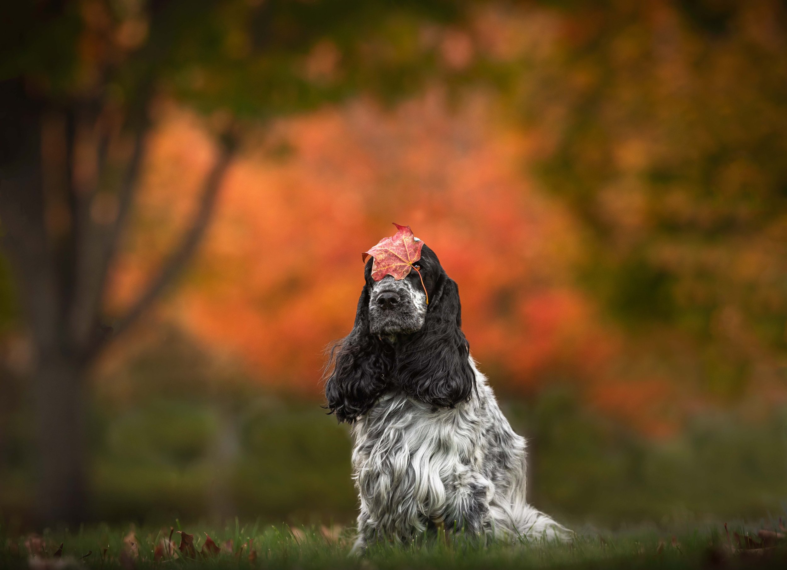 best_pet_photographer_potomac_MD_cocker_spaniel_photograph.jpg