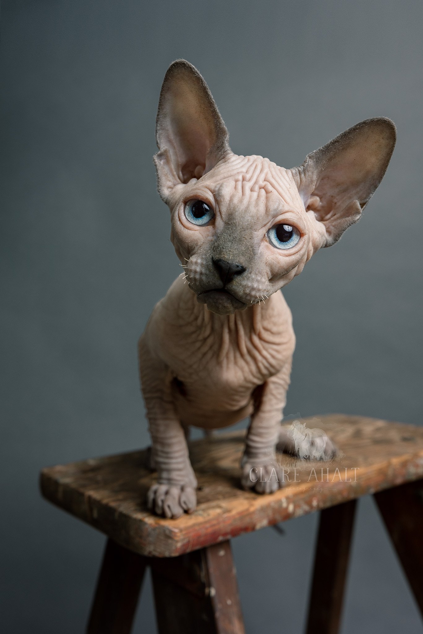 sphynx_kitten_maryland_pet_photographer.jpg