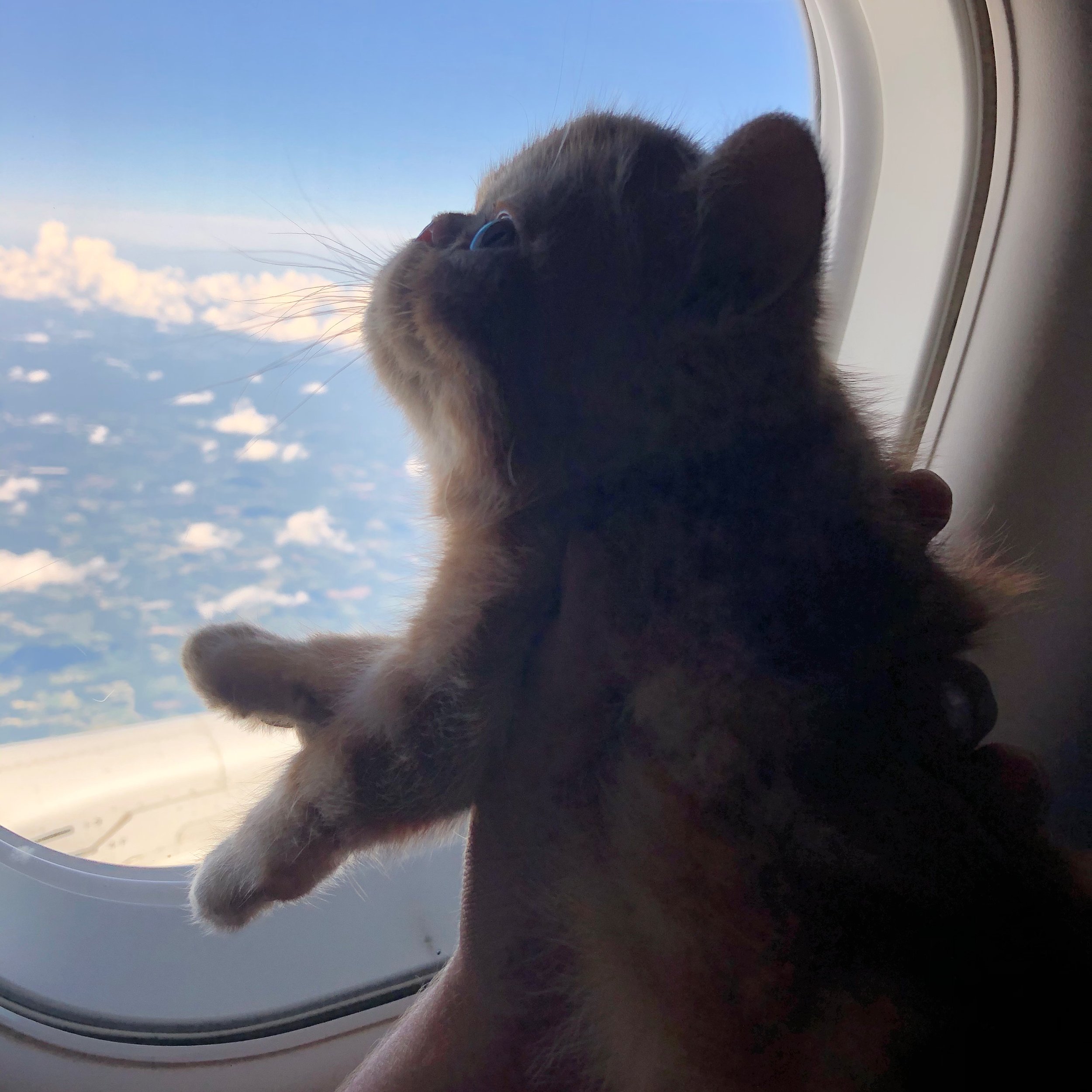Traveling with pets 101