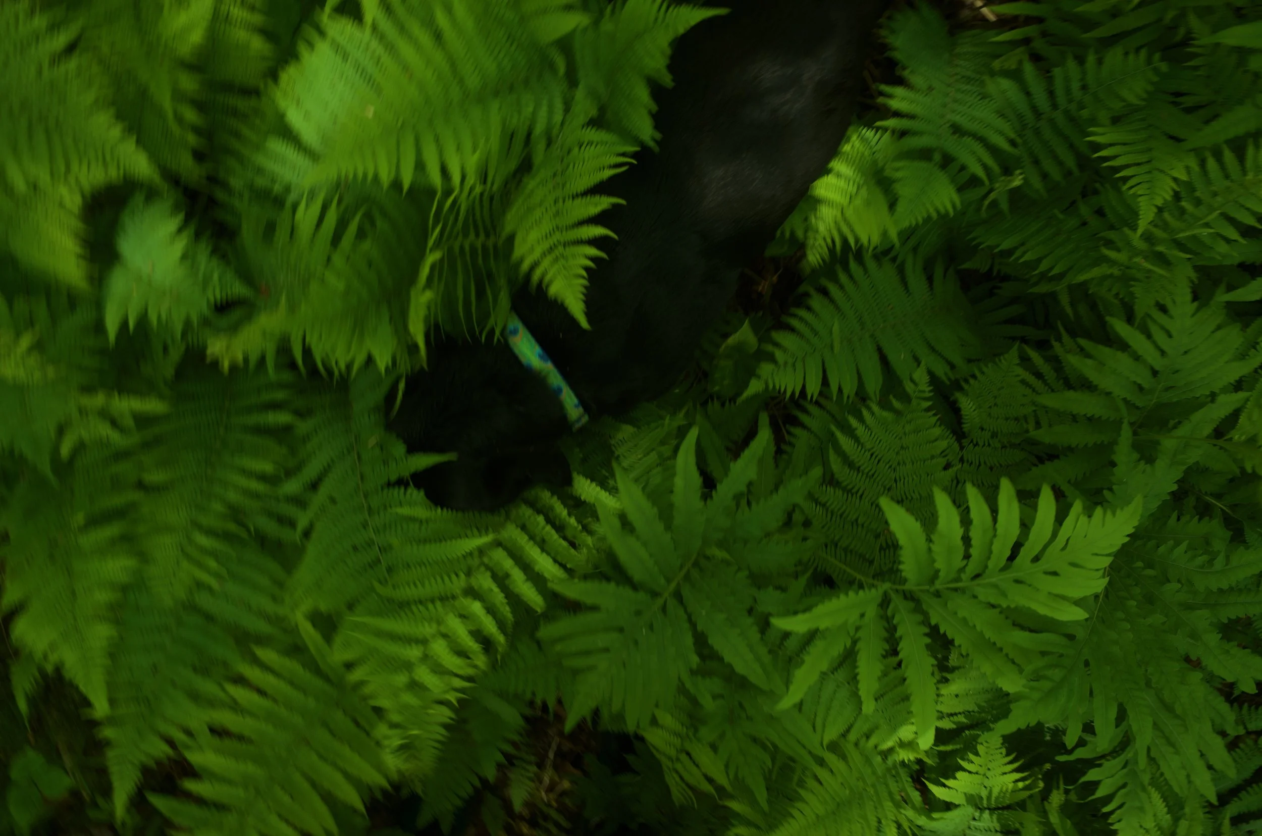 Forest beast FAVz - 4 of 6.jpeg