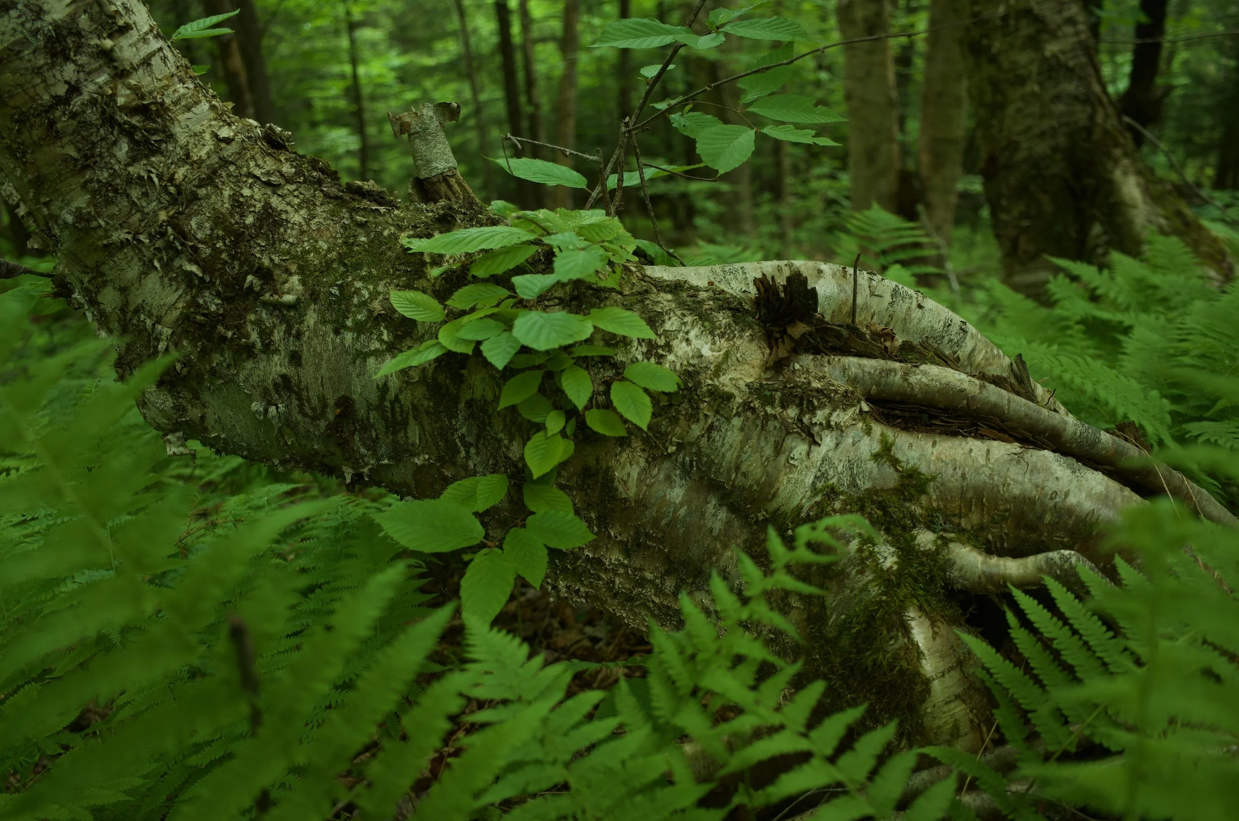 Forest Beasts - 3 of 11.jpeg