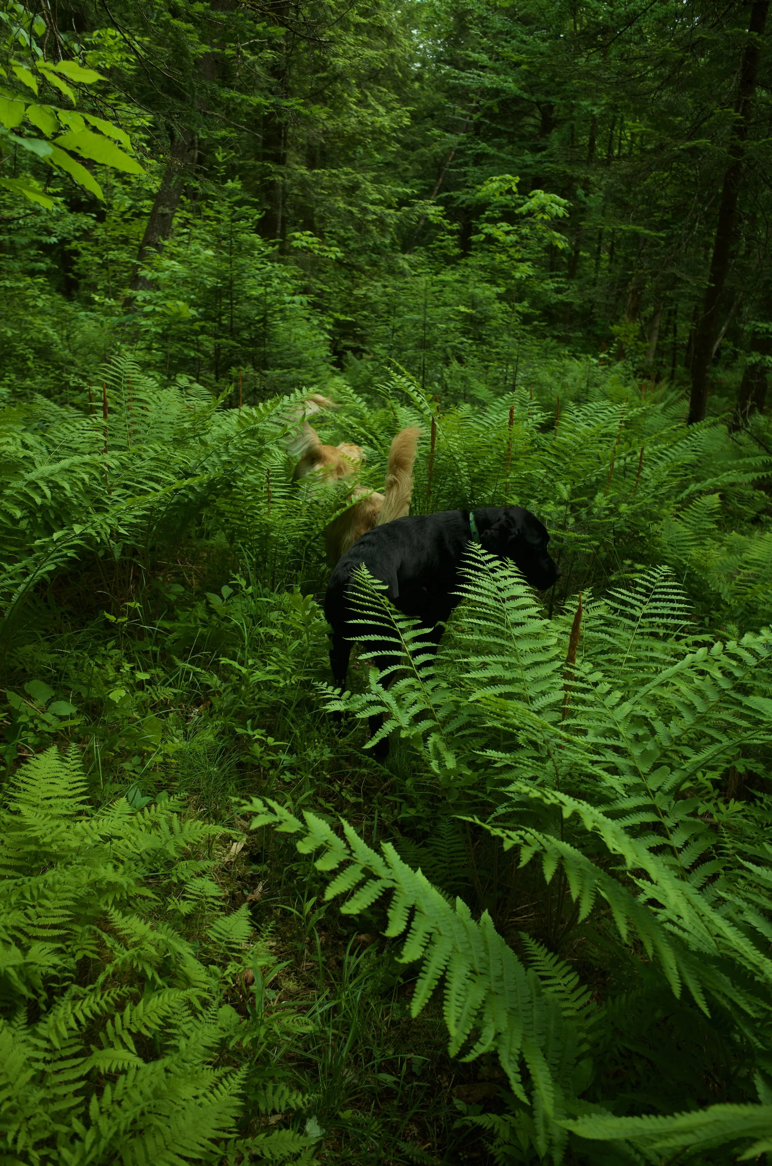 Forest Beasts - 4 of 11.jpeg