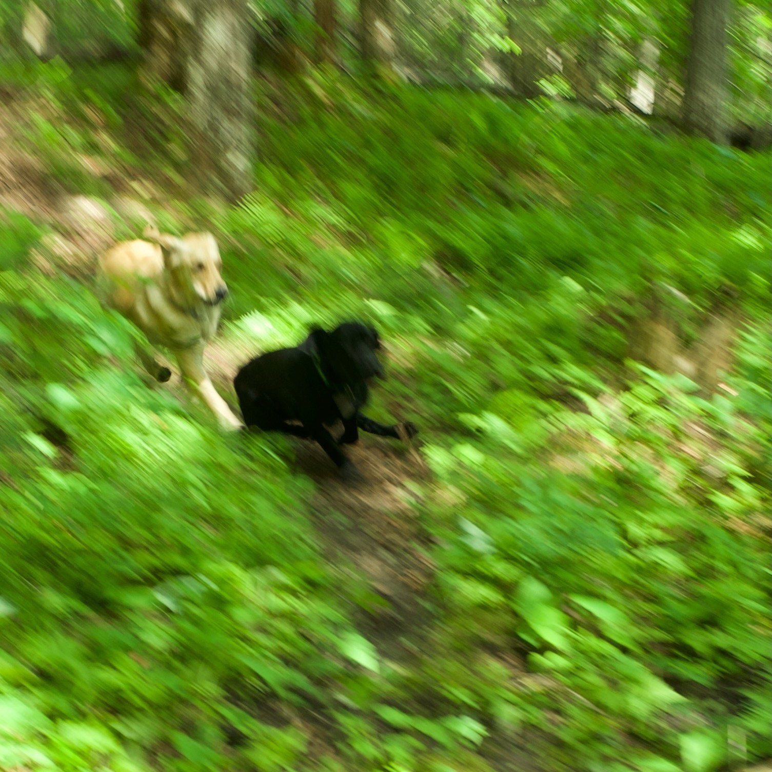 Forest Beasts - 5 of 11.jpeg