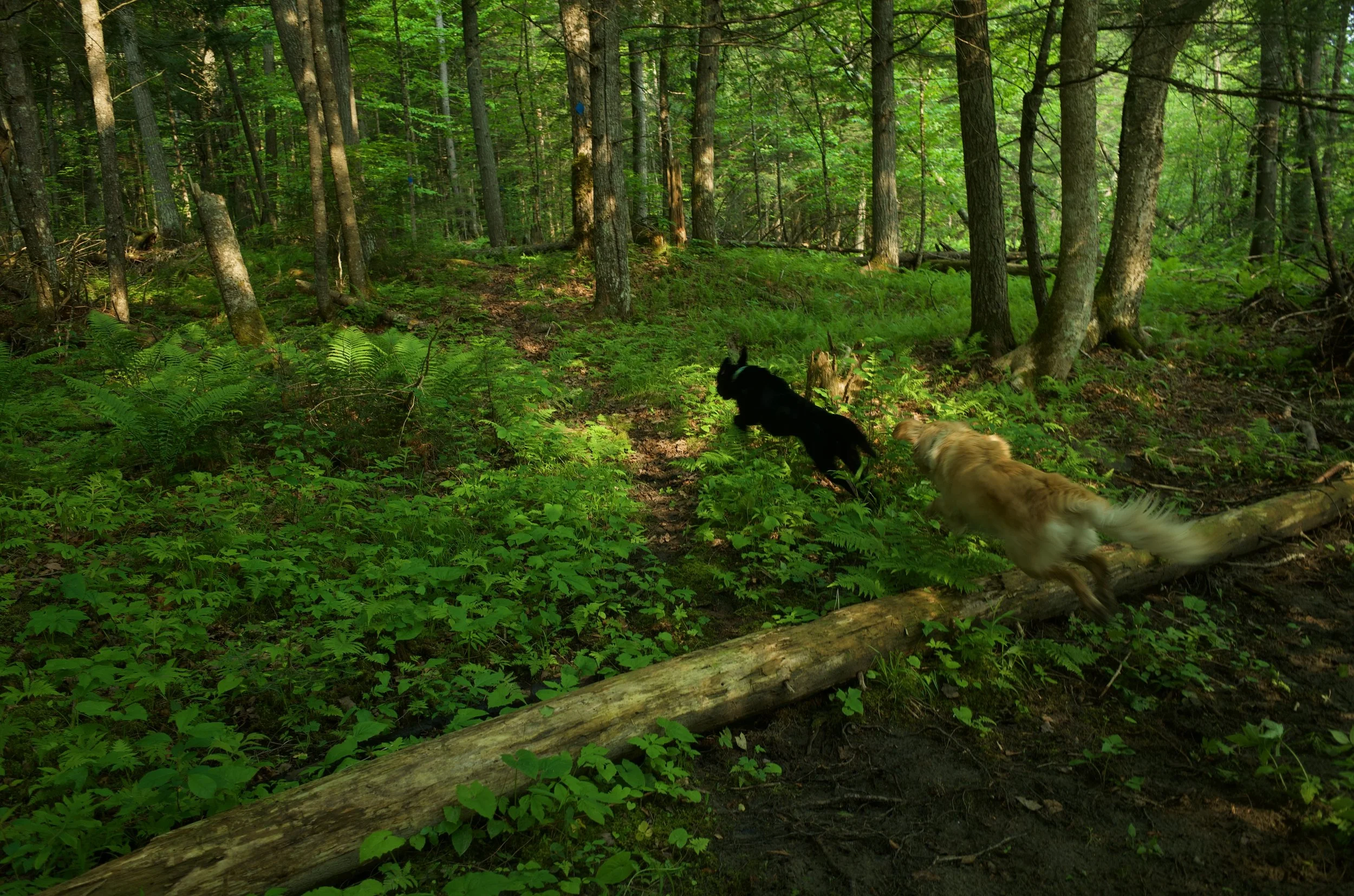 Forest beast FAVz - 1 of 6.jpeg