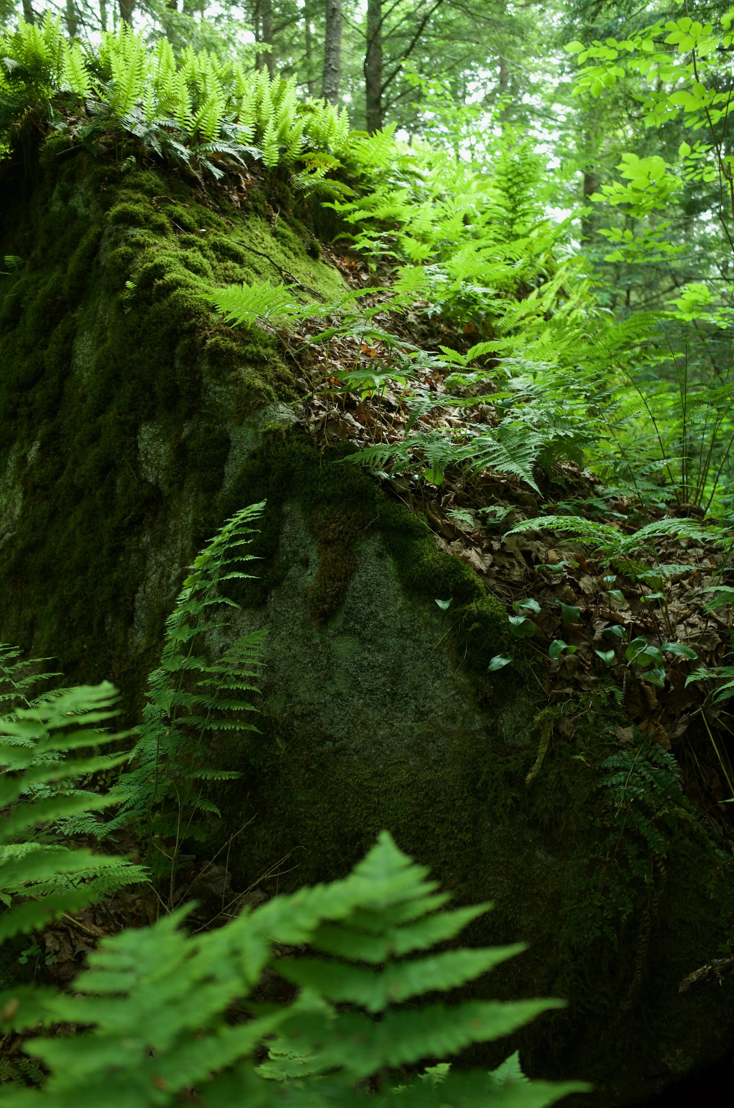 Forest Beasts - 7 of 11.jpeg