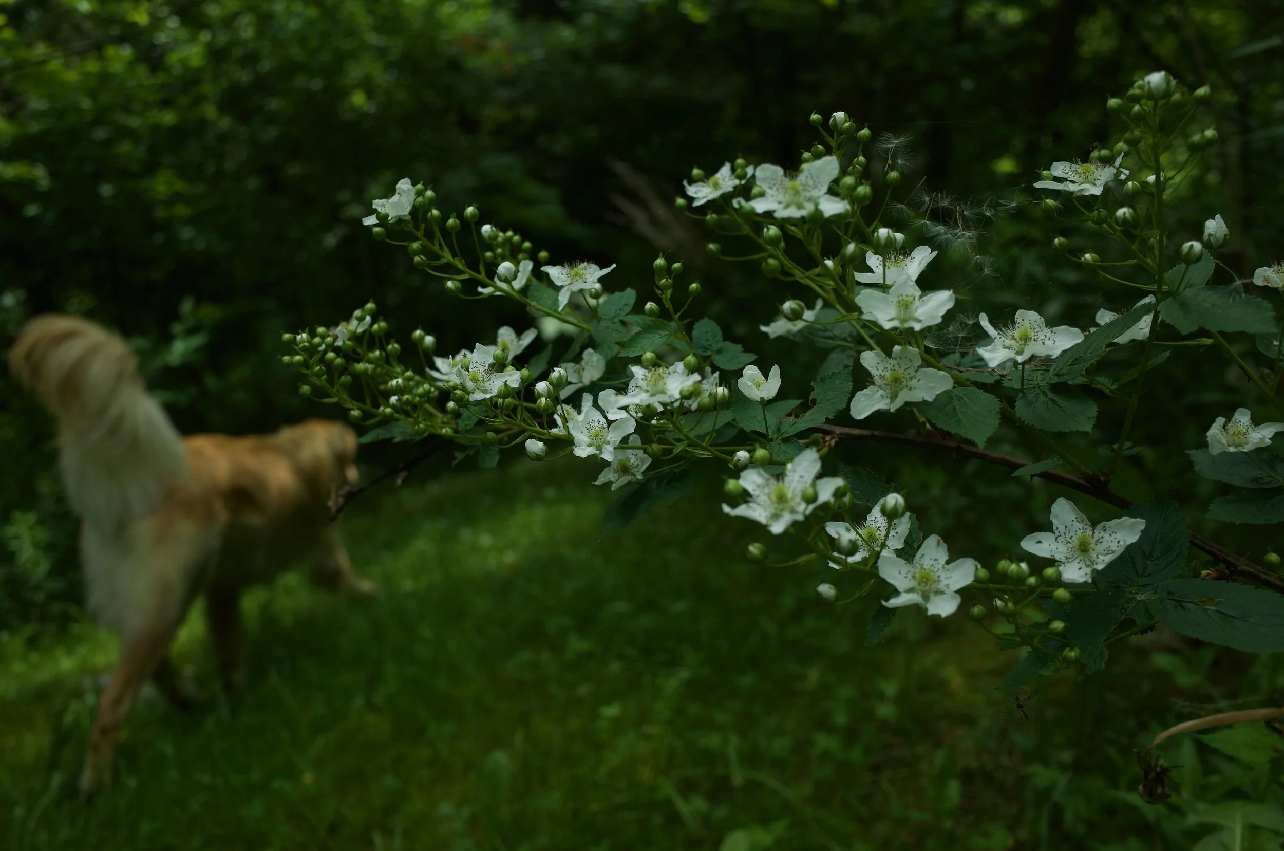 Forest beast FAVz - 5 of 6.jpeg