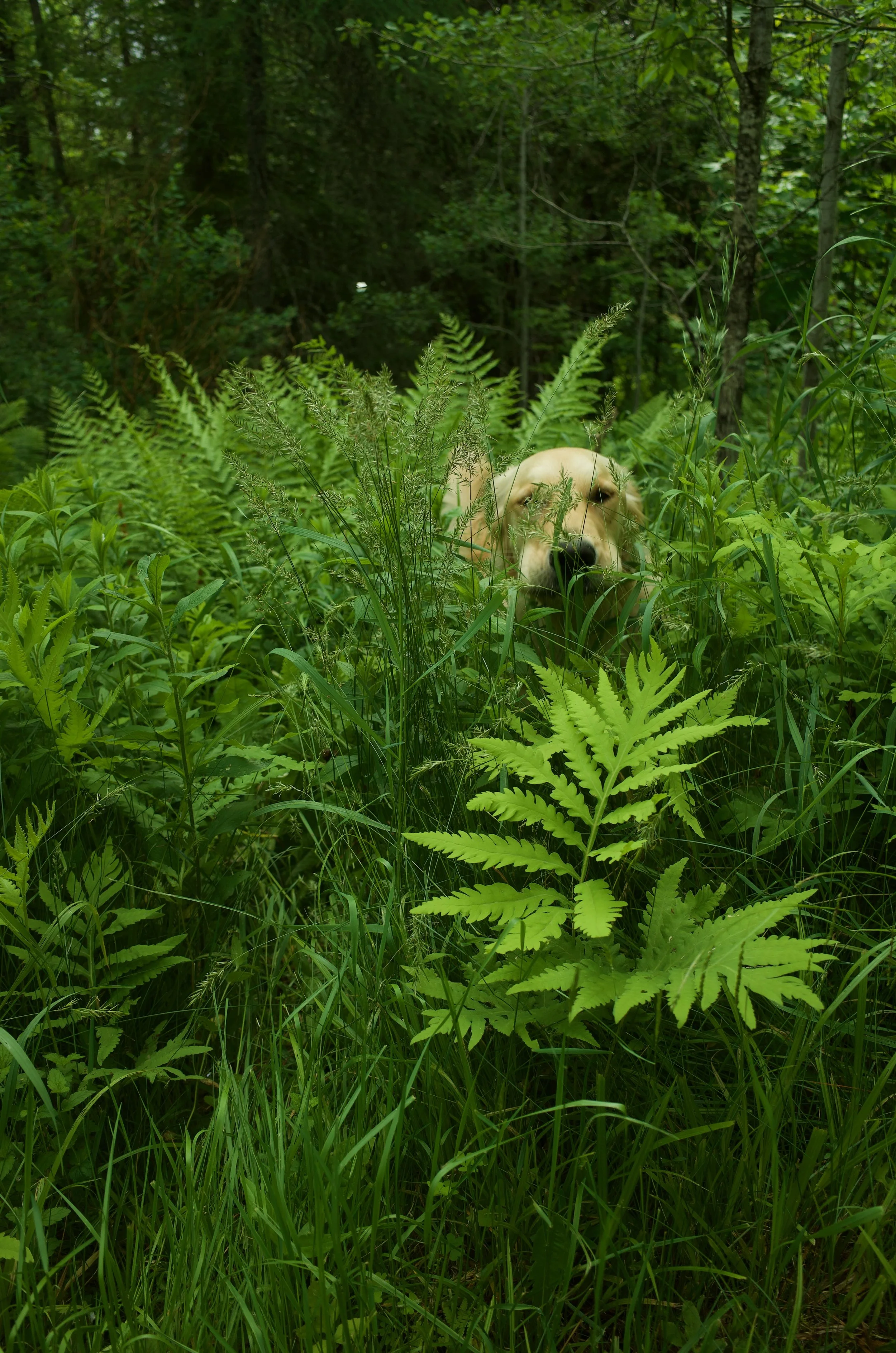 Forest Beasts - 1 of 11.jpeg