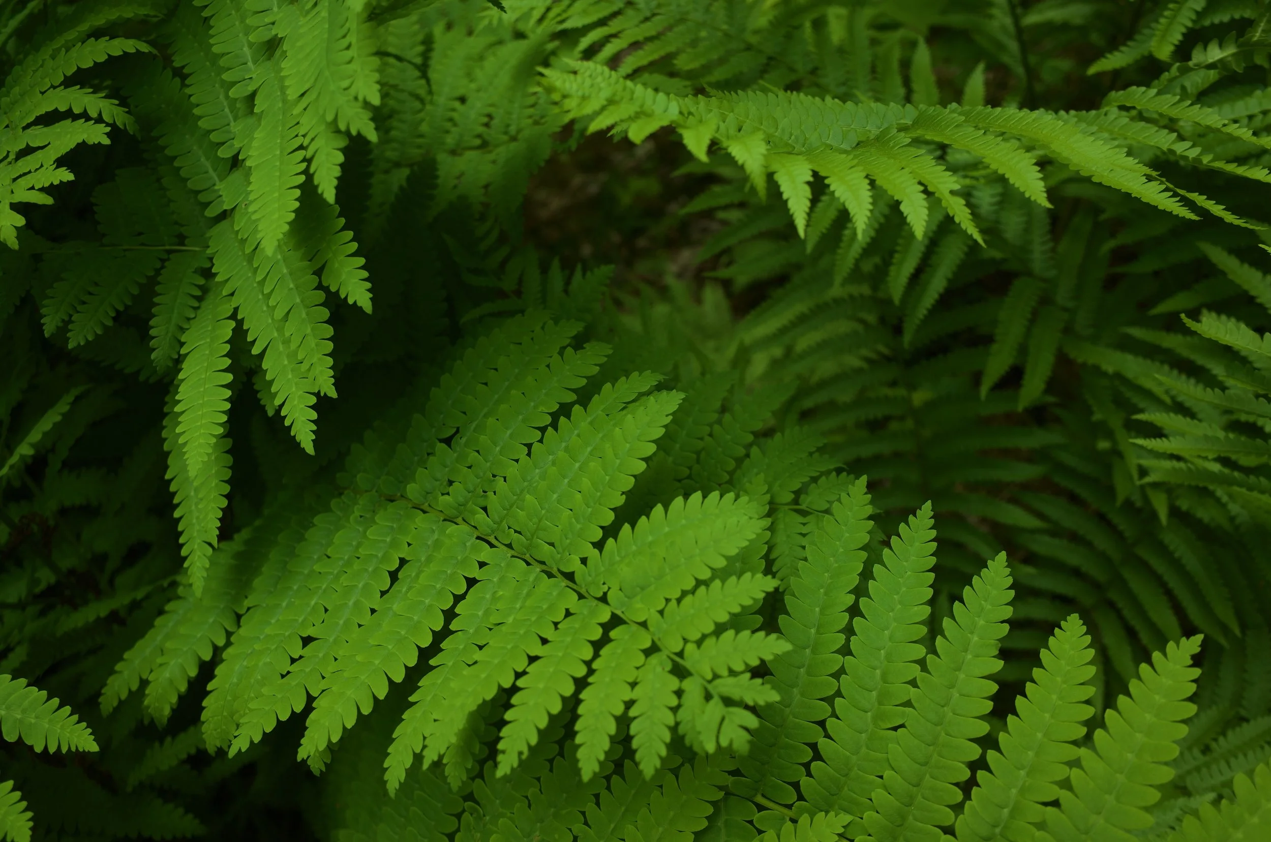 Forest Beasts - 8 of 11.jpeg