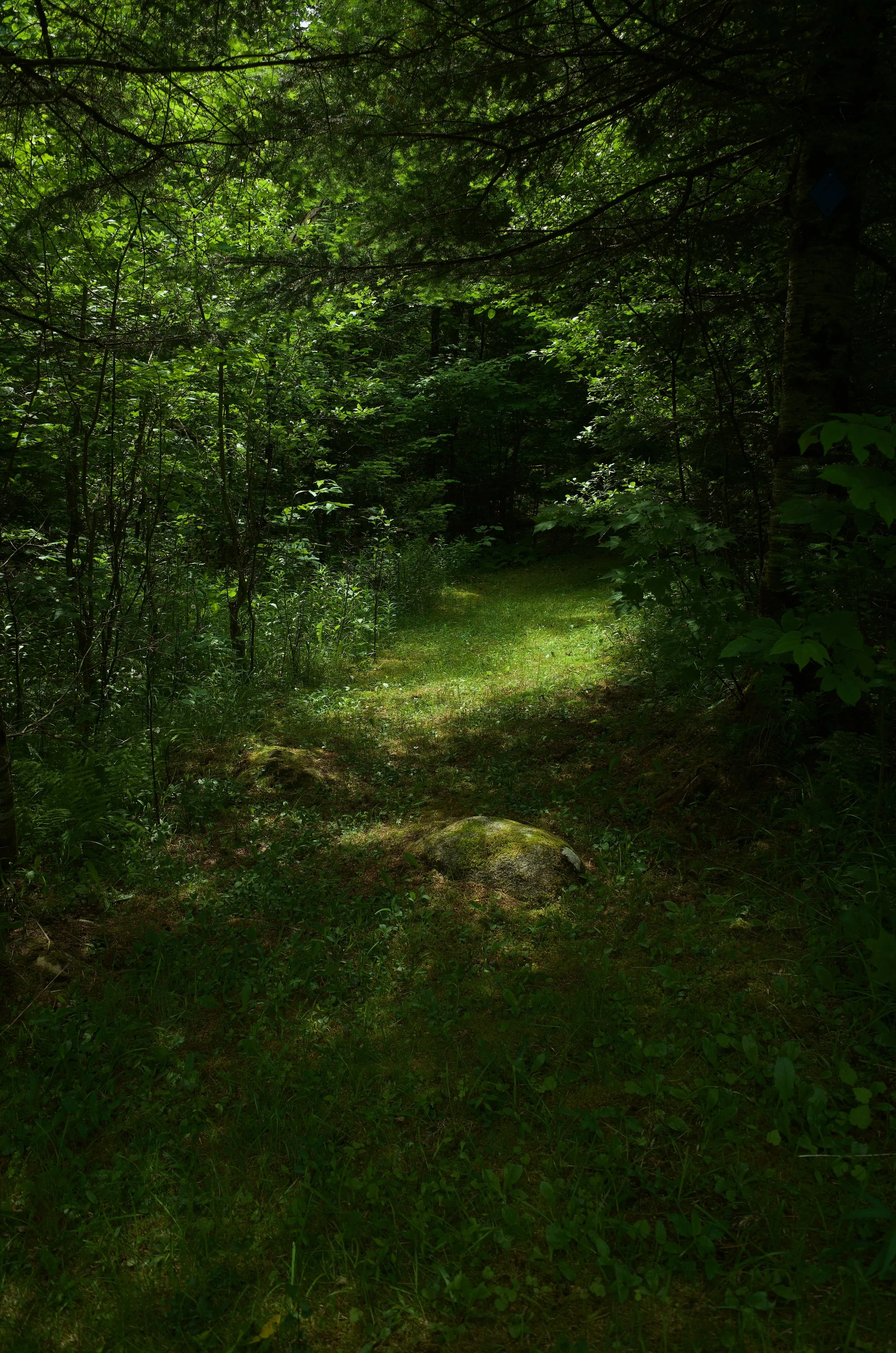 Forest Beasts - 9 of 11.jpeg