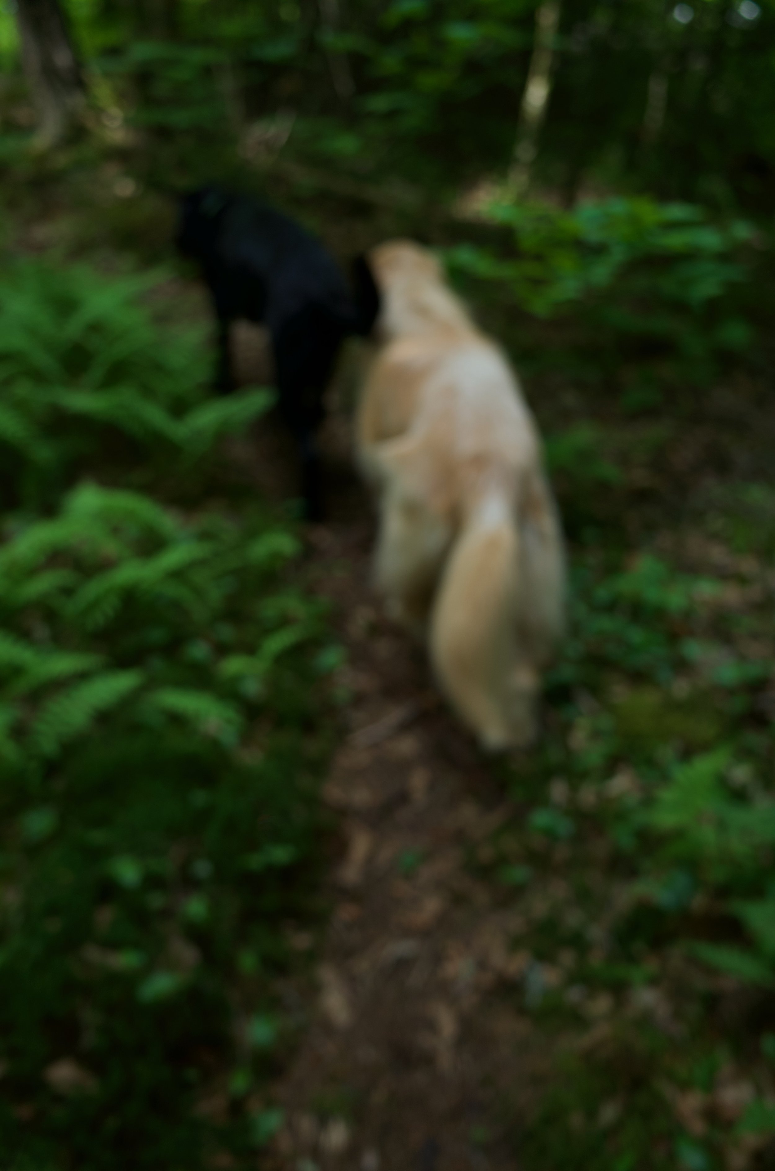 Forest Beasts - 10 of 11.jpeg