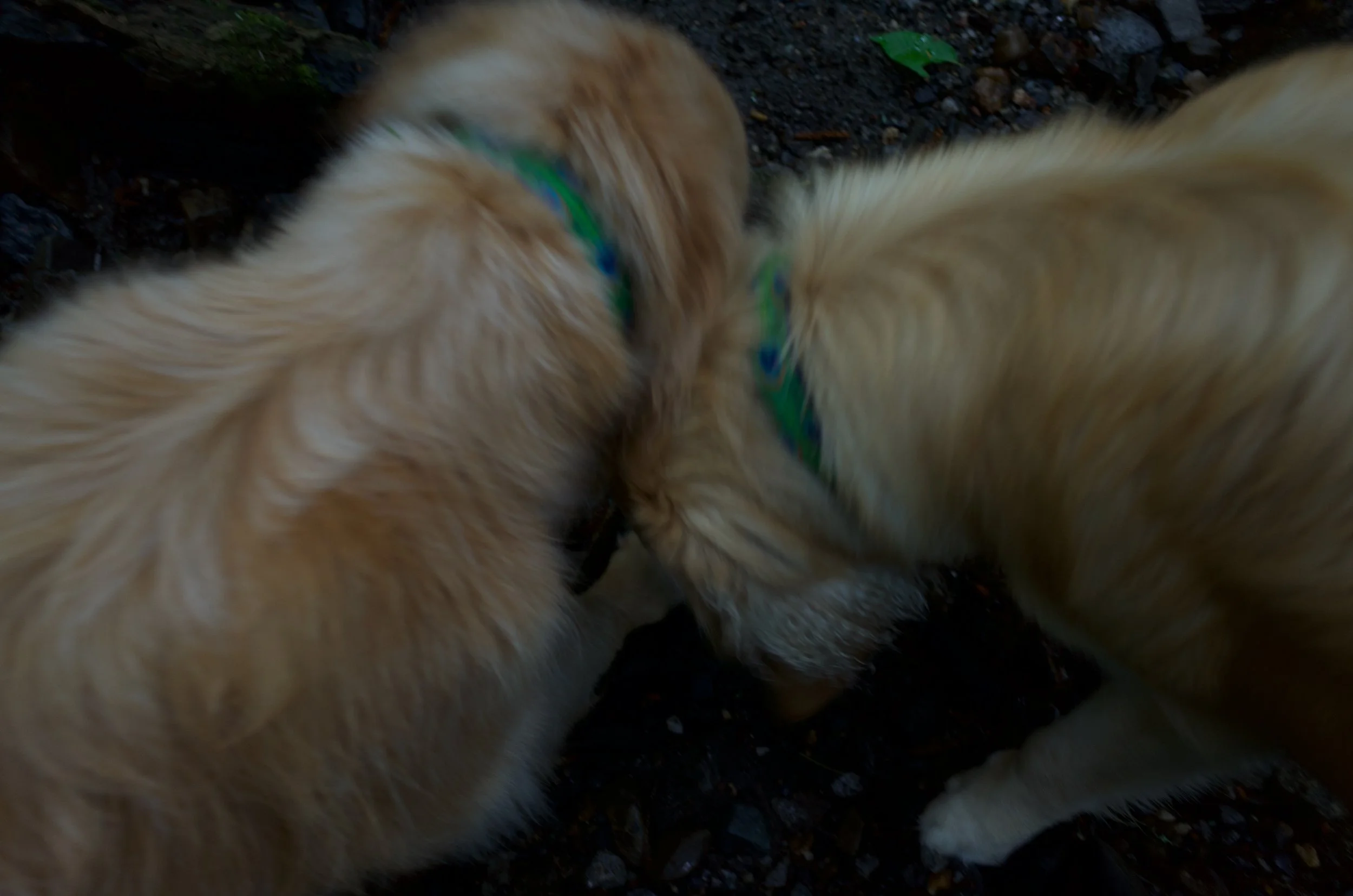 Forest beasts favs - 2 of 12.jpeg