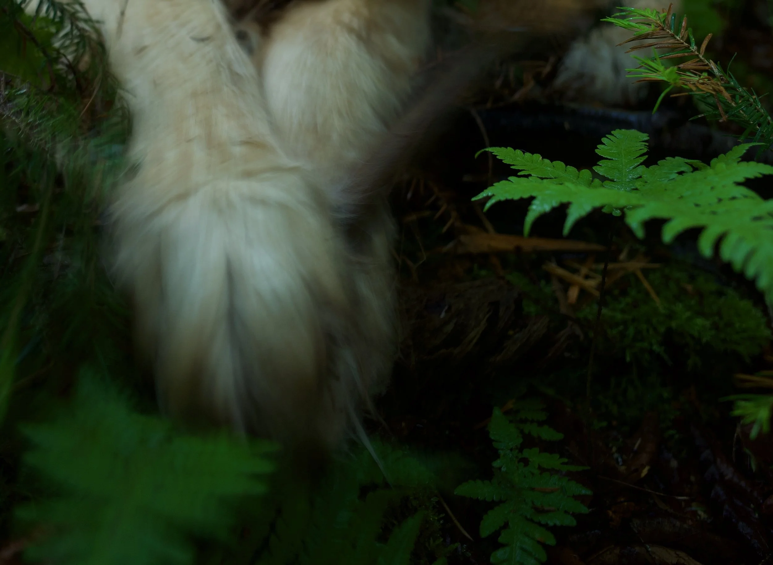 Forest beasts favs - 4 of 12.jpeg