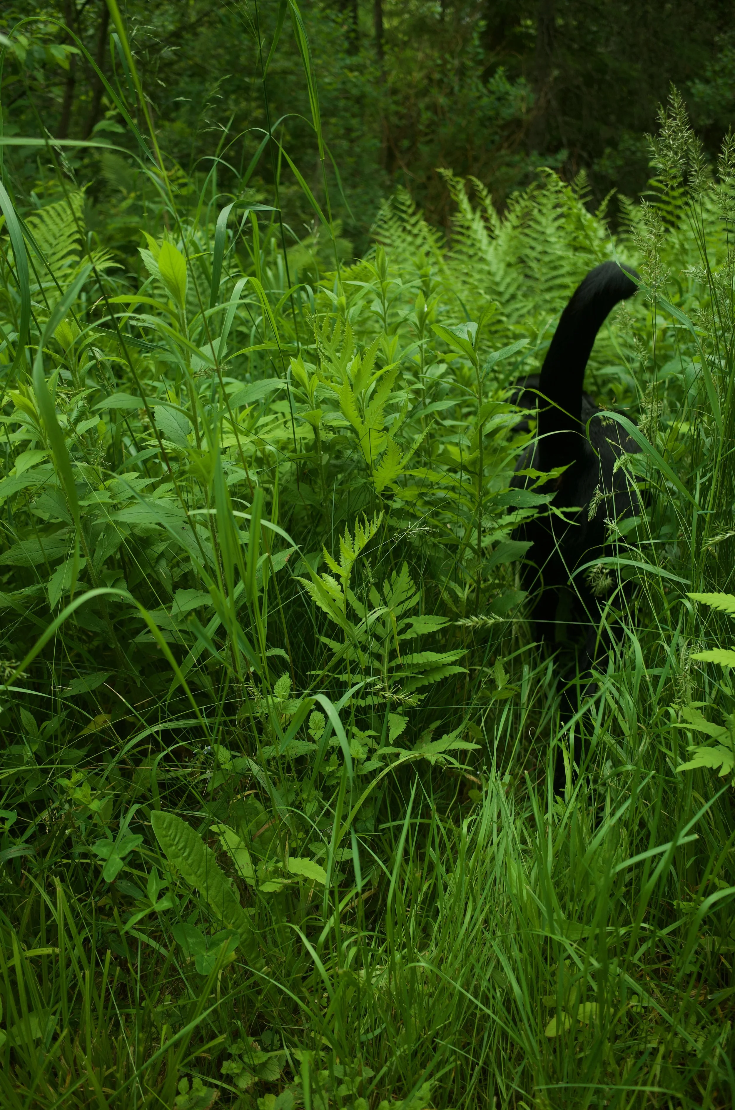Forest beasts favs - 5 of 12.jpeg
