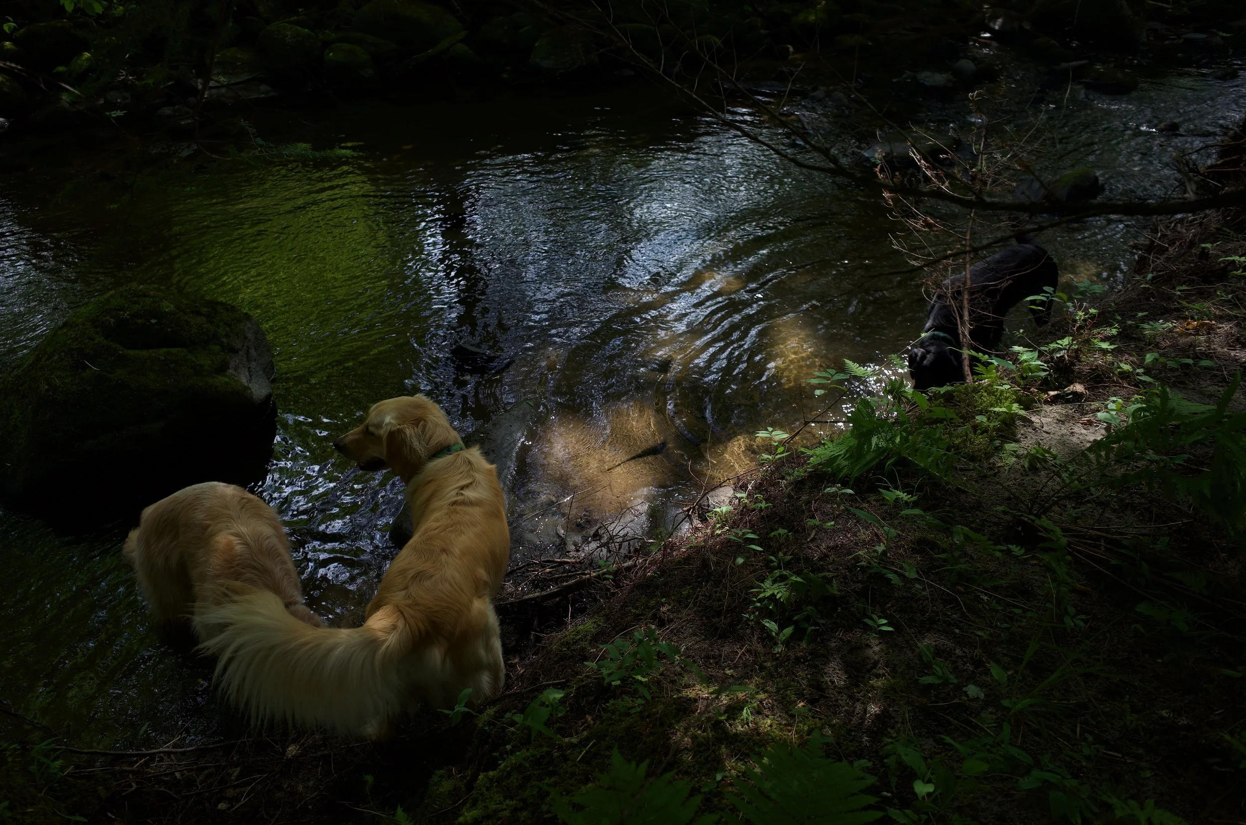 Forest beasts favs - 7 of 12.jpeg
