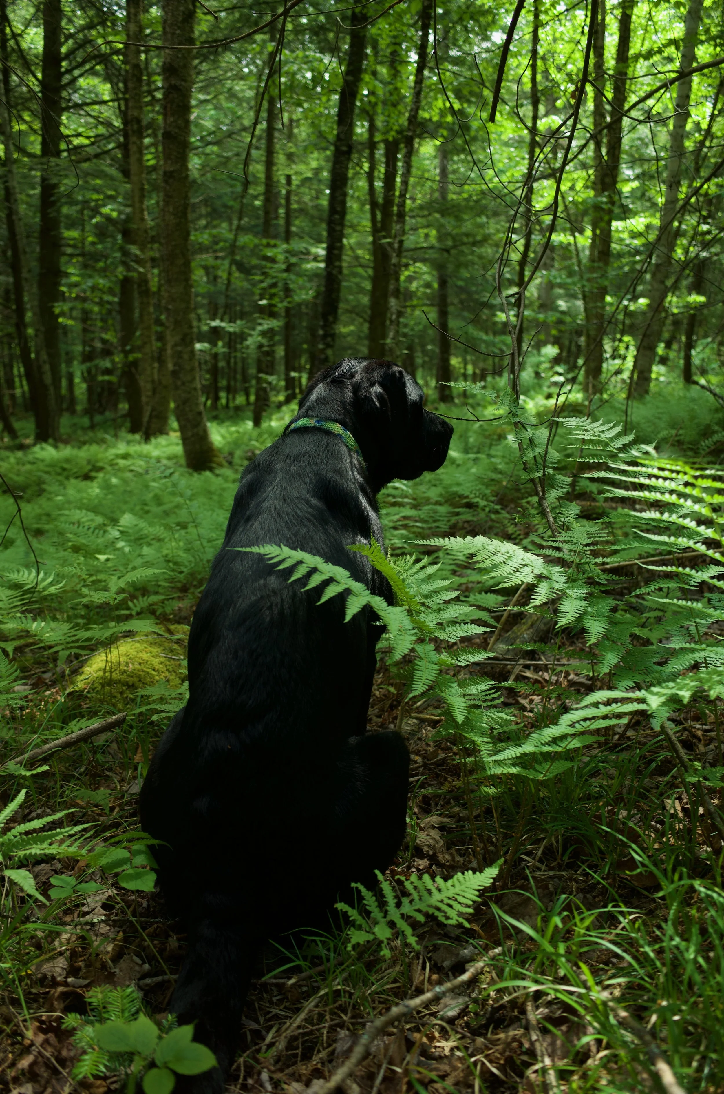 Forest beasts favs - 9 of 12.jpeg