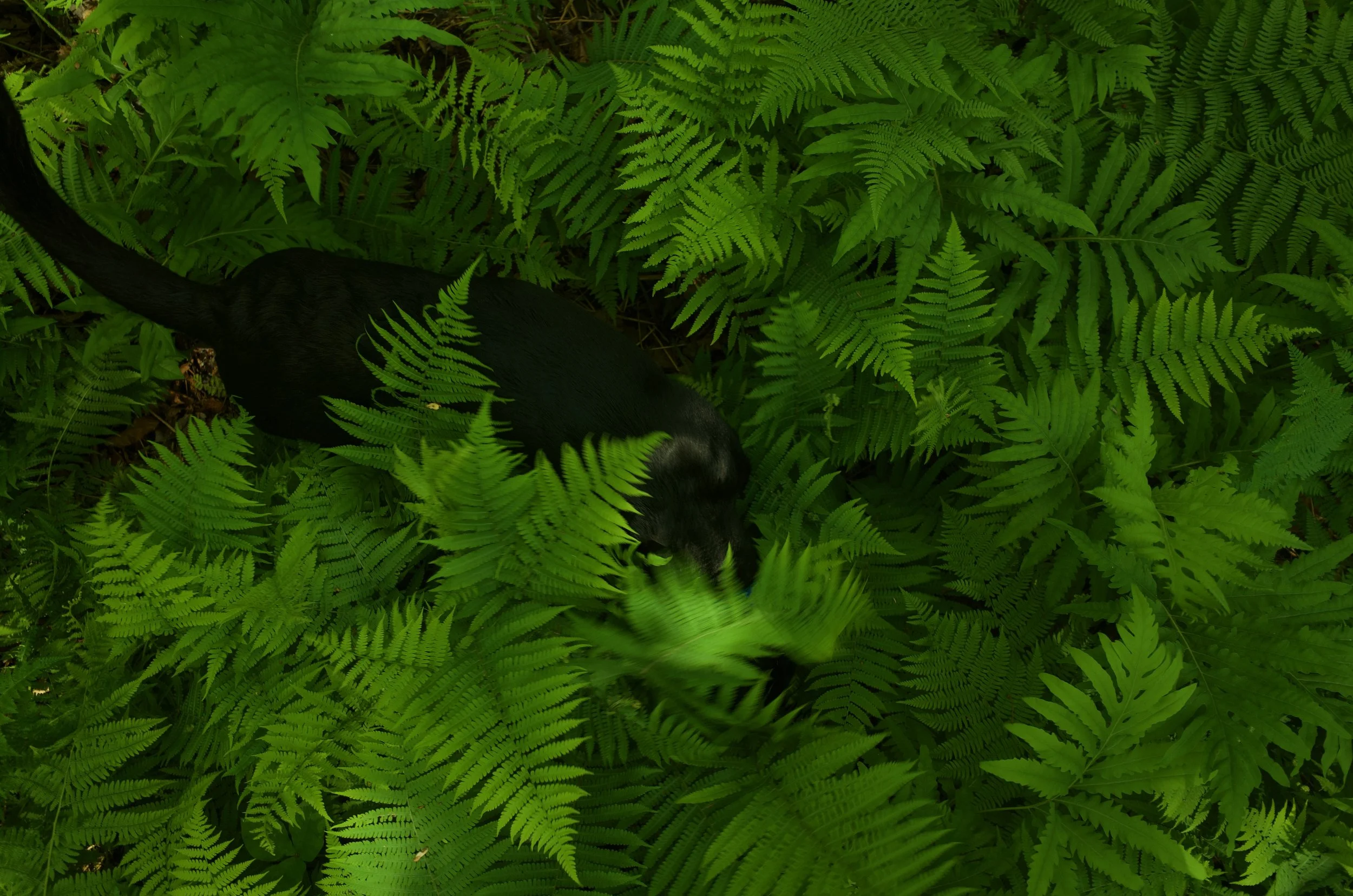Forest beasts favs - 10 of 12.jpeg