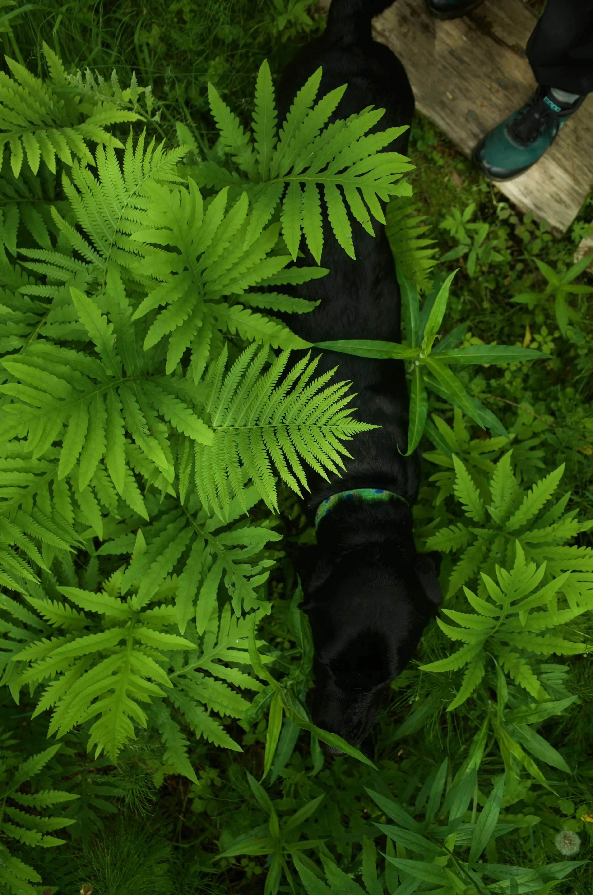 Forest beasts favs - 11 of 12.jpeg