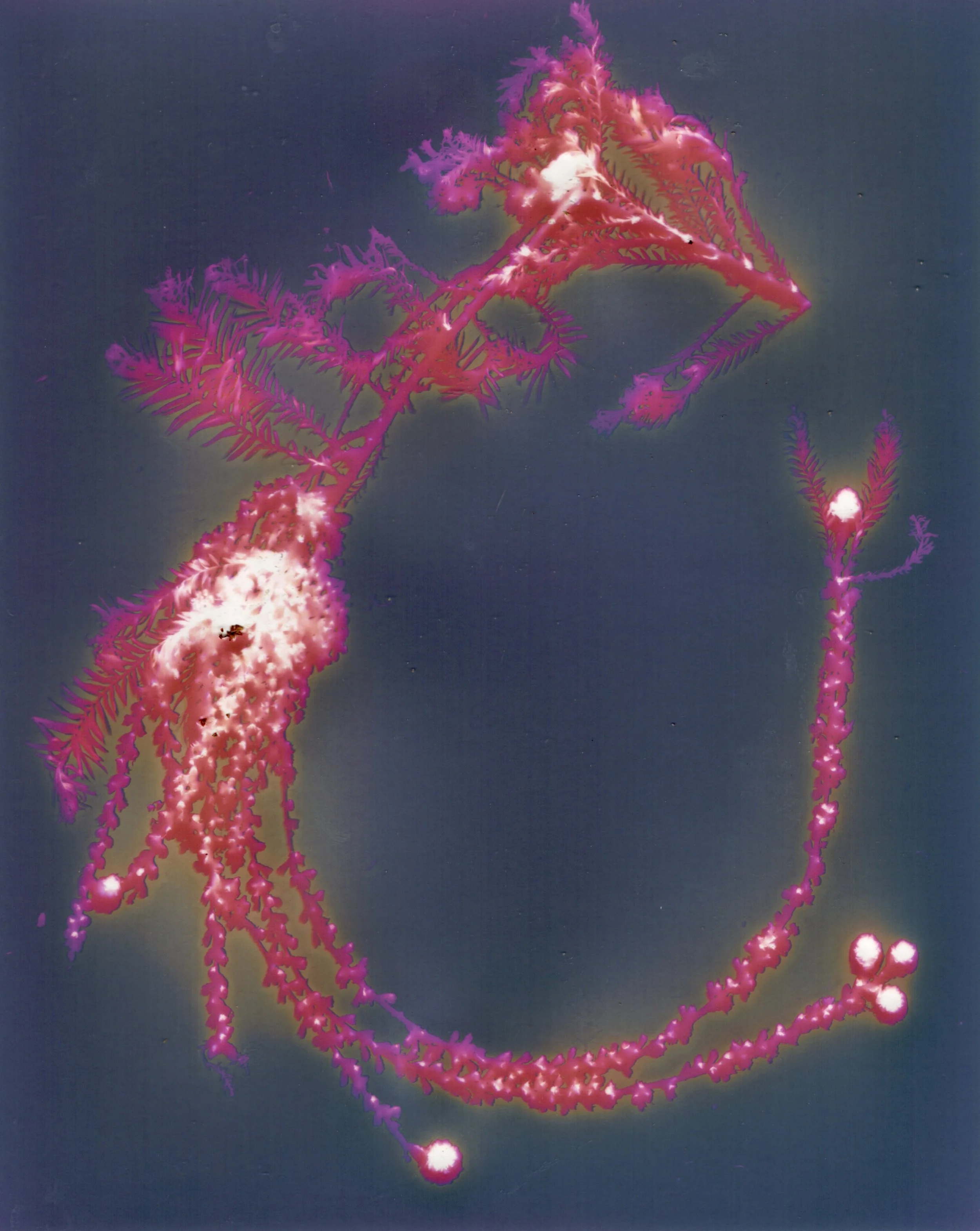 Bergger Prestige - 1 of 1.jpeg