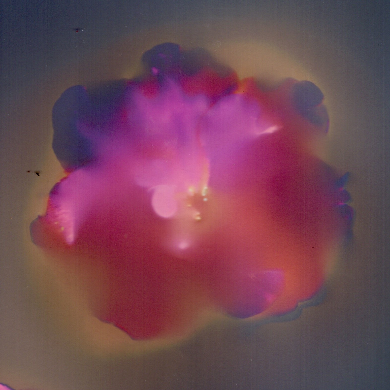 Dowell's Favorites - 2 of 7.jpeg