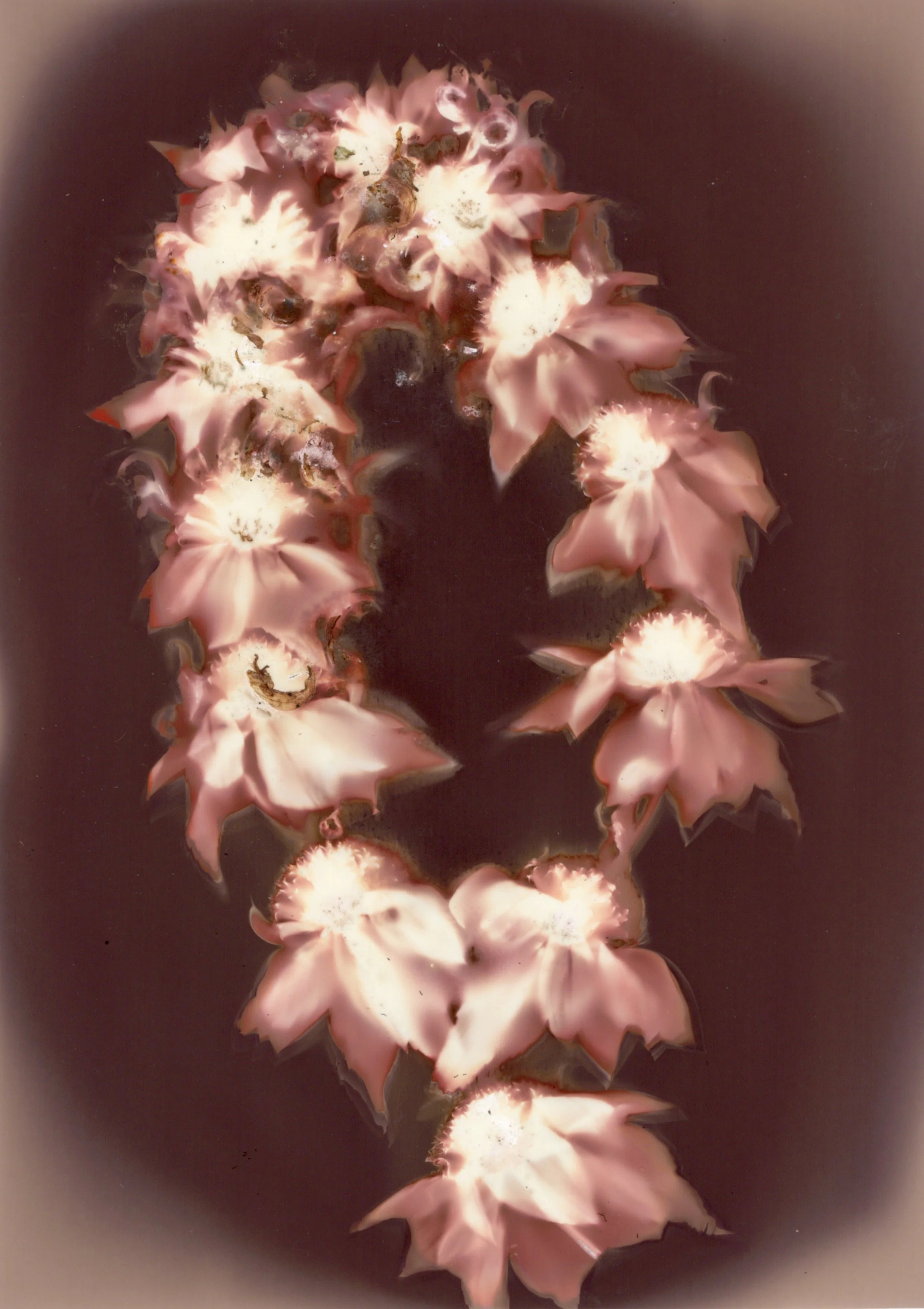 Dowell's Favorites - 6 of 7.jpeg