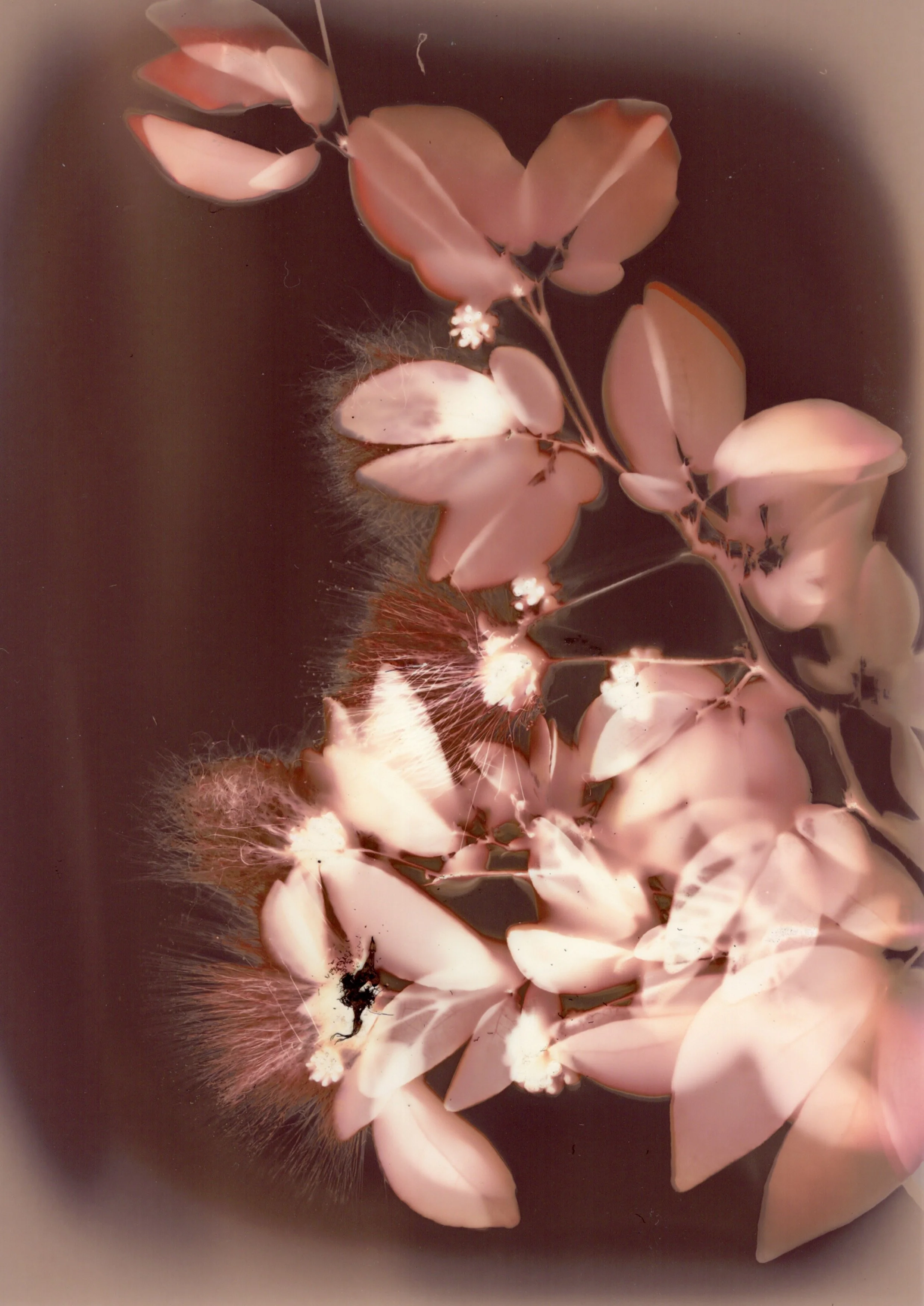 Dowell's Favorites - 7 of 7.jpeg