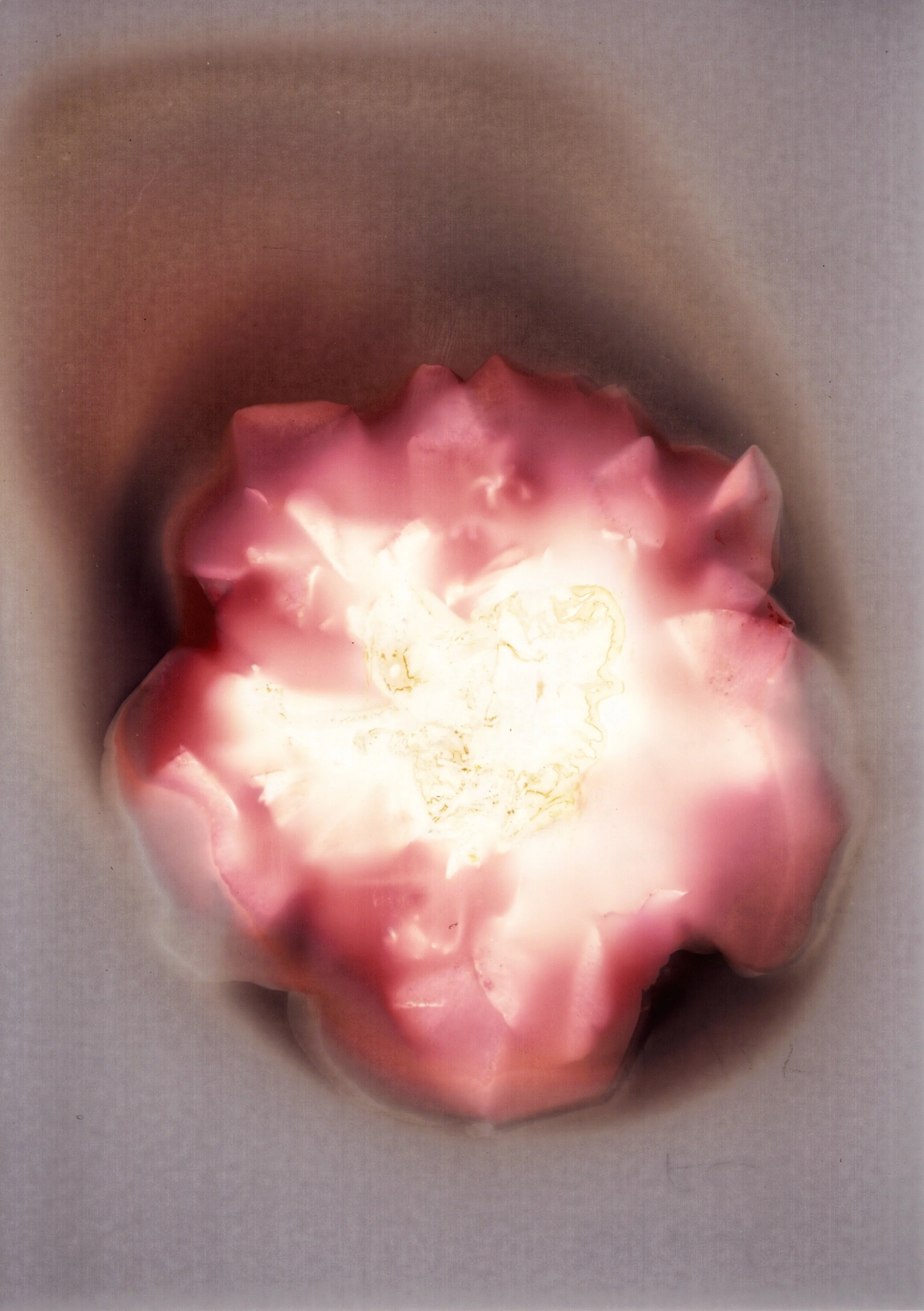 Pollen - 1 of 1 (1).jpeg