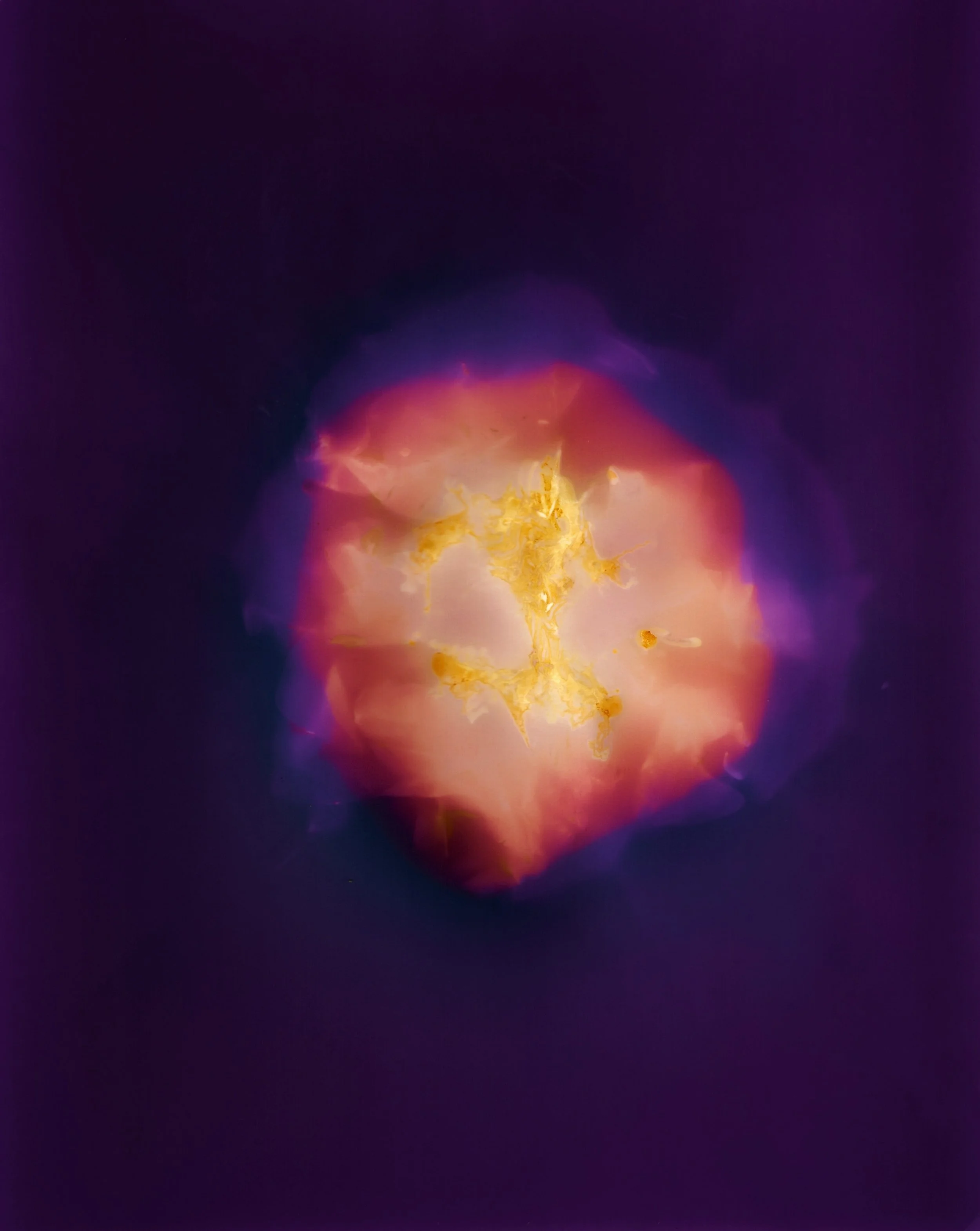 Pollen - 1 of 1 (2).jpeg