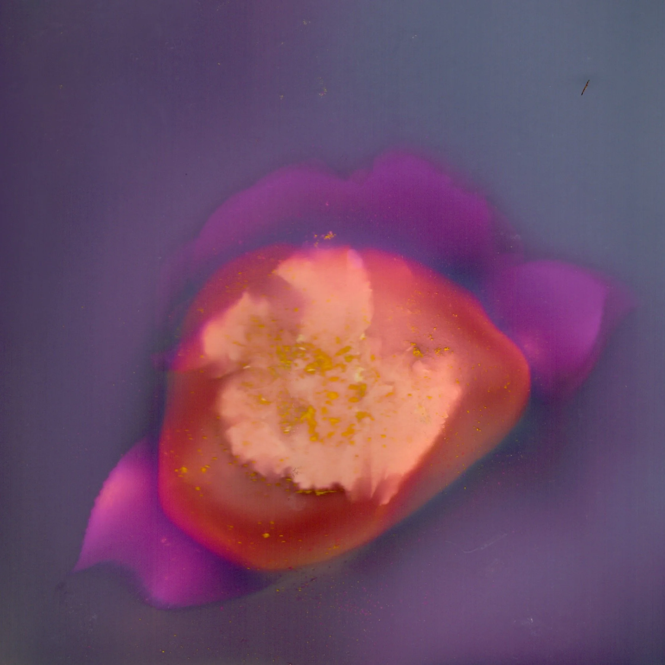 Pollen - 1 of 1.jpeg