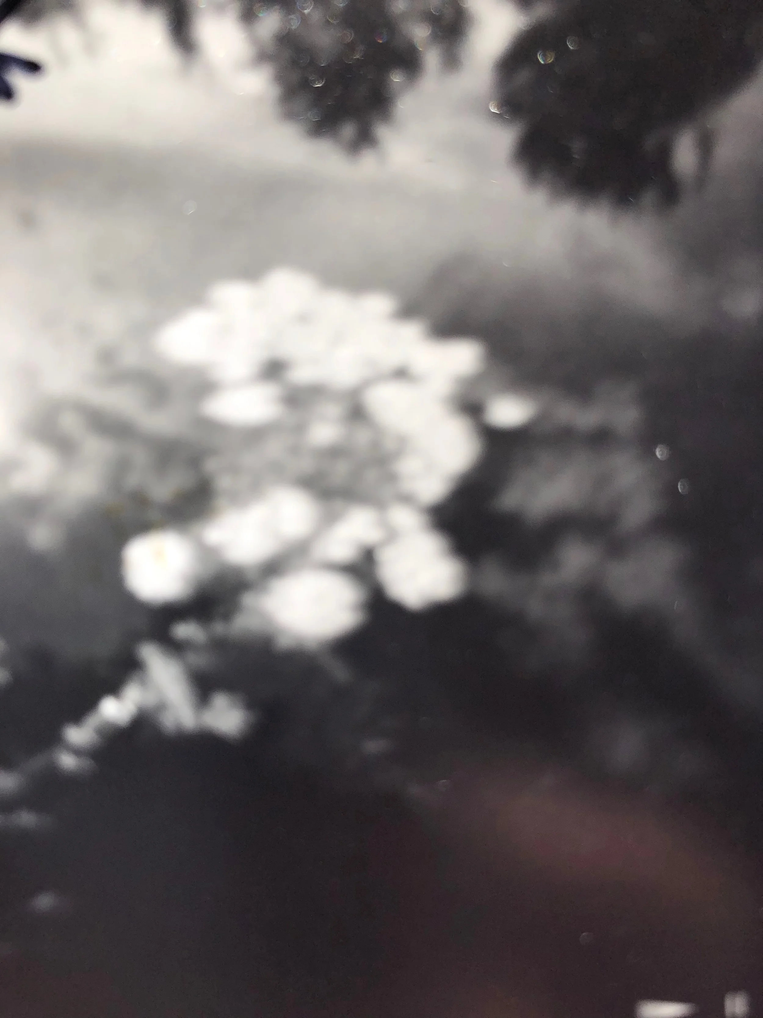 IMG_6270.jpeg